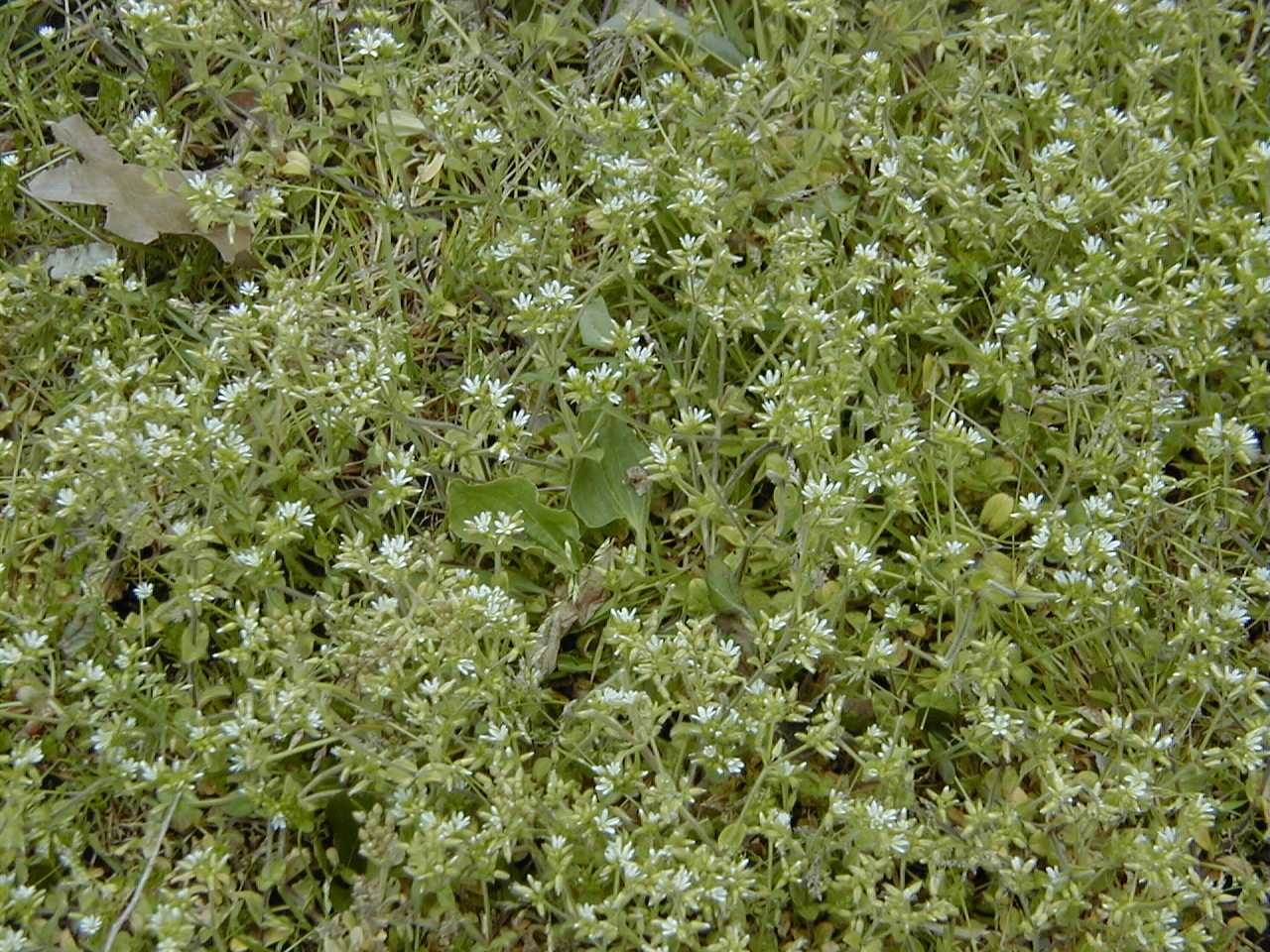 cerastium_glomeratum1md