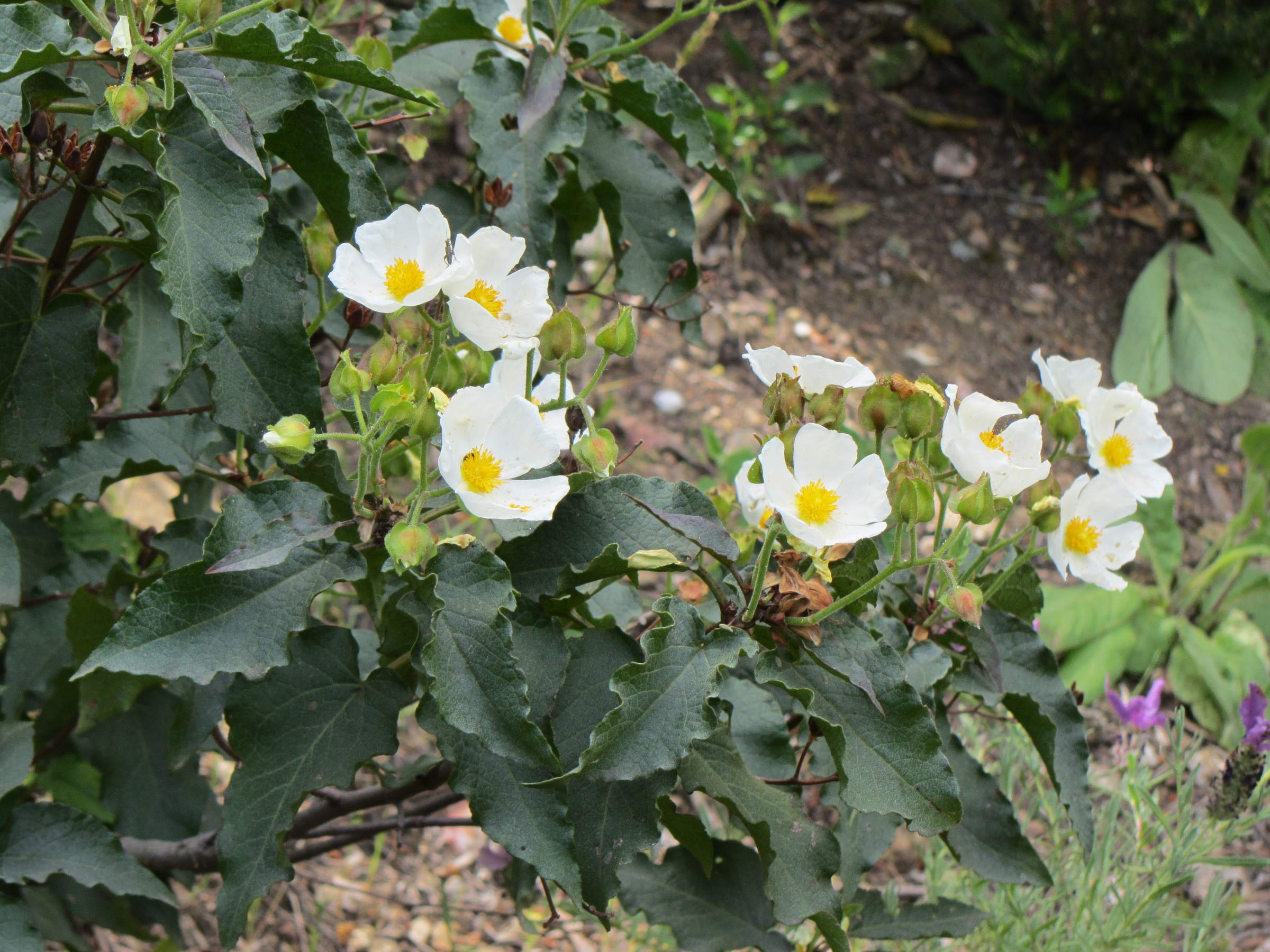 Afficher le média cistus_populifolius2mv cistus_populifolius2mv