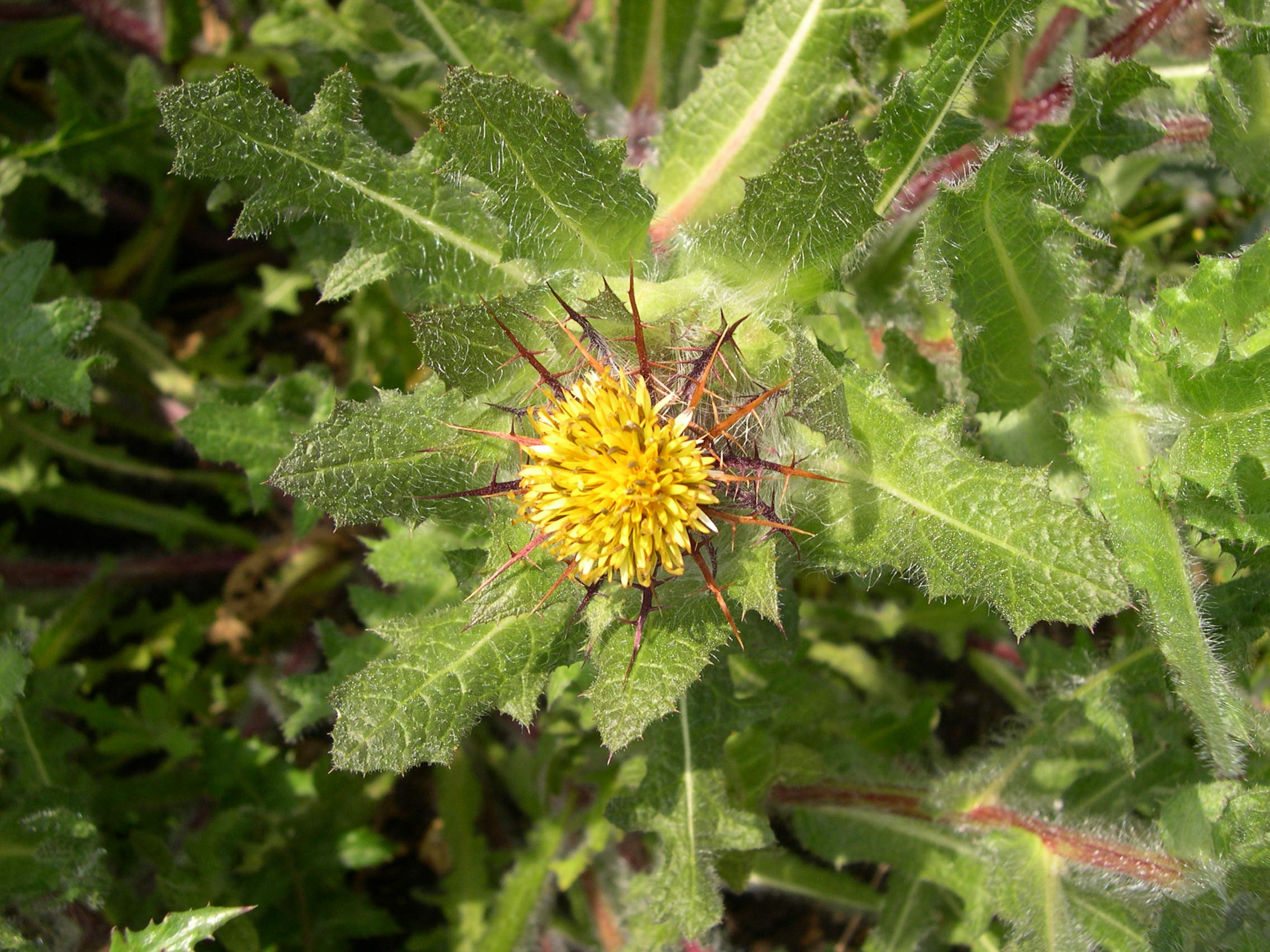 cnicus_benedictus2md