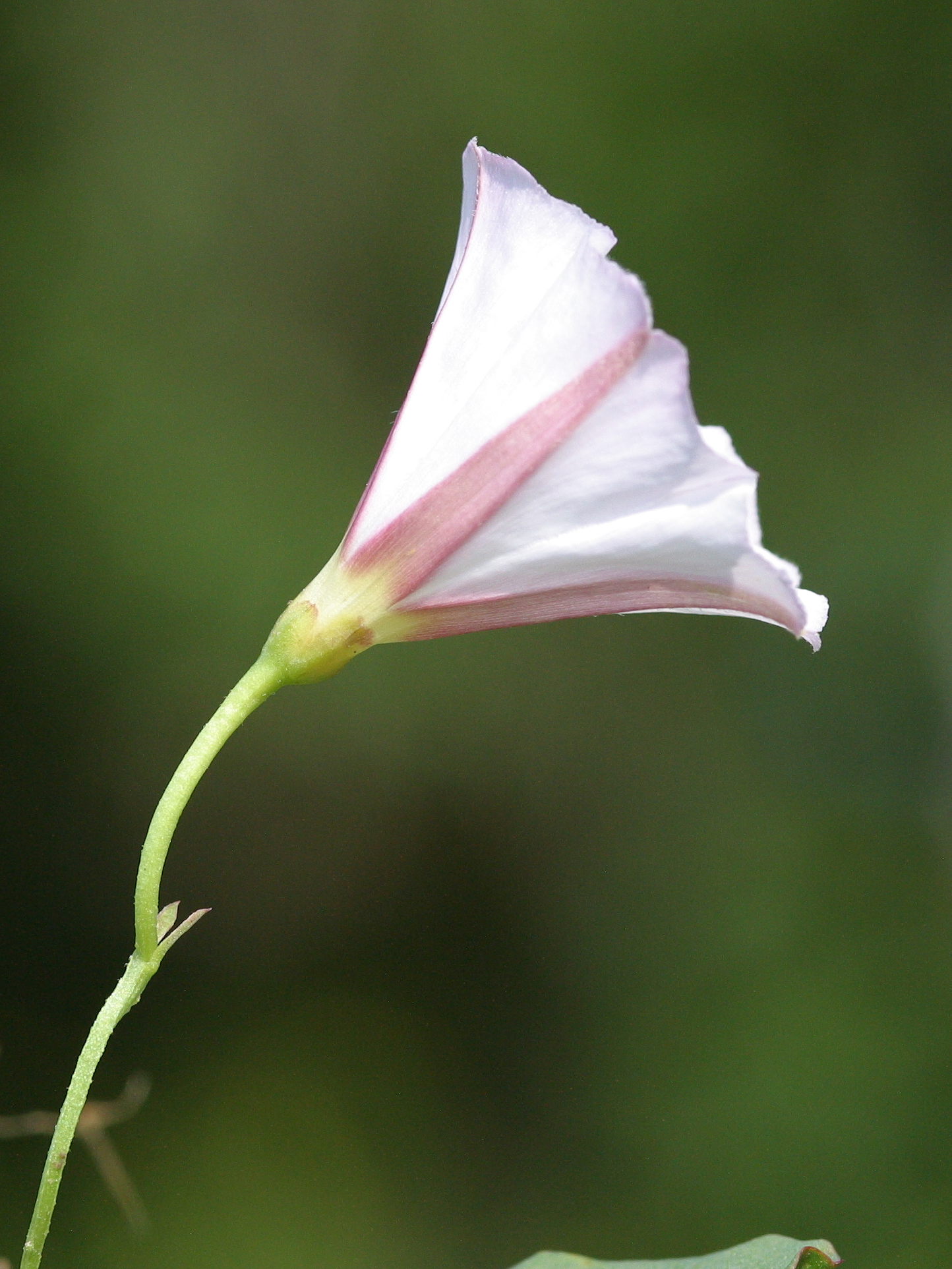 Afficher le média convolvulus_arvensis5bd convolvulus_arvensis5bd