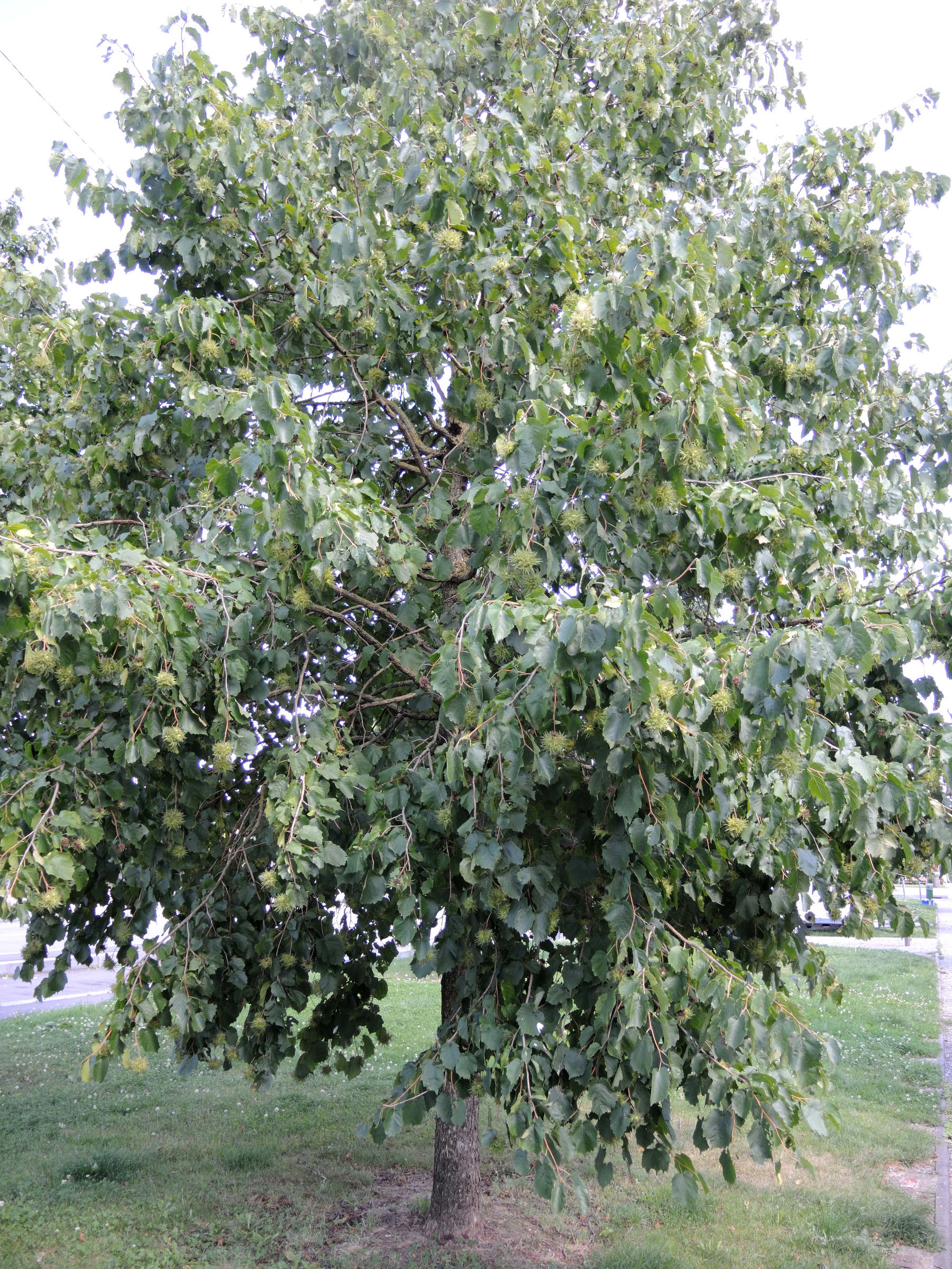 corylus_colurna1md