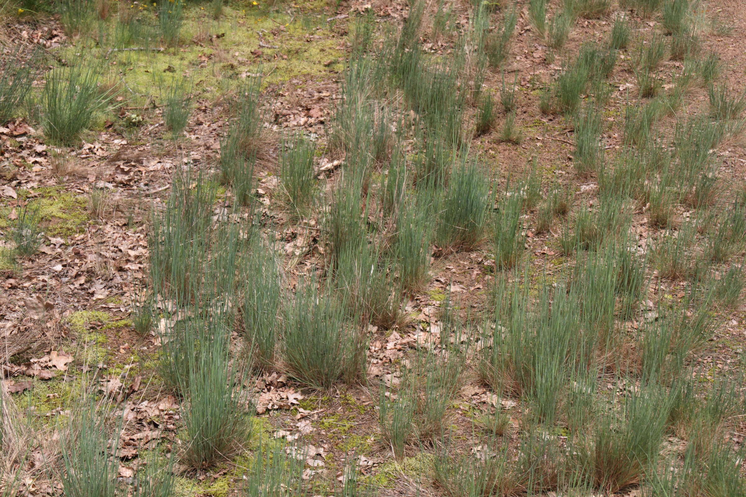 Afficher le média corynephorus_canescens3md corynephorus_canescens3md