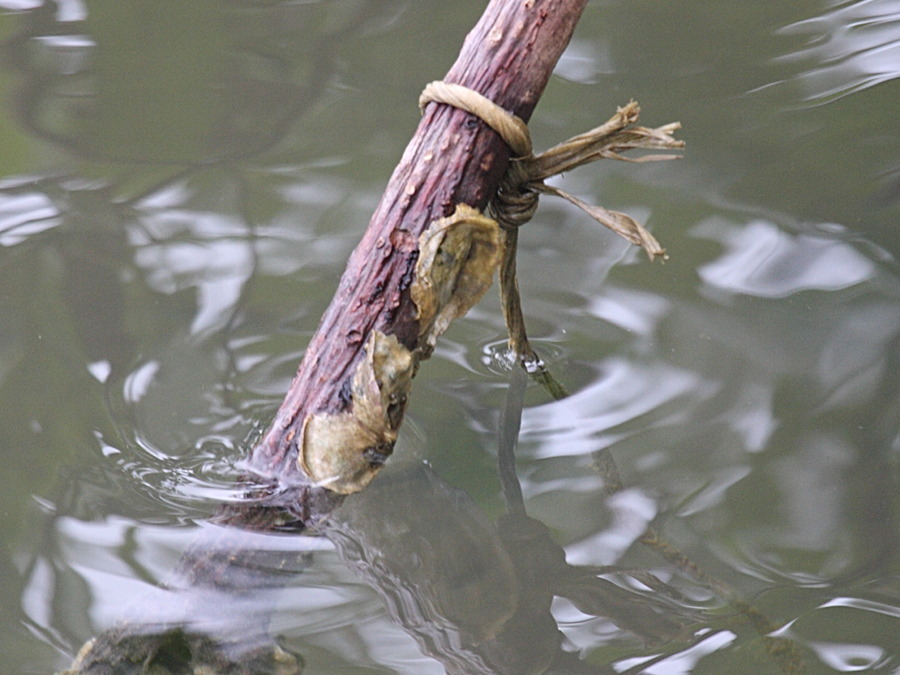 crassostrea_rhizophorae1md