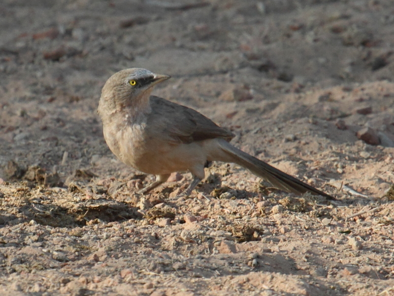 craterope_gris_-_turdoides_malcolmi2bd