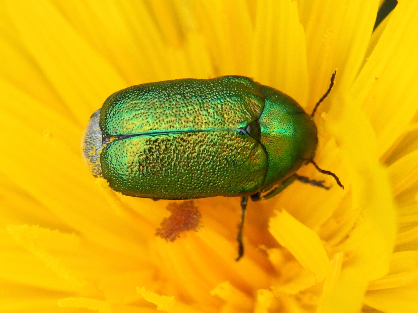 Afficher le média cryptocephalus_globicollis1bd cryptocephalus_globicollis1bd