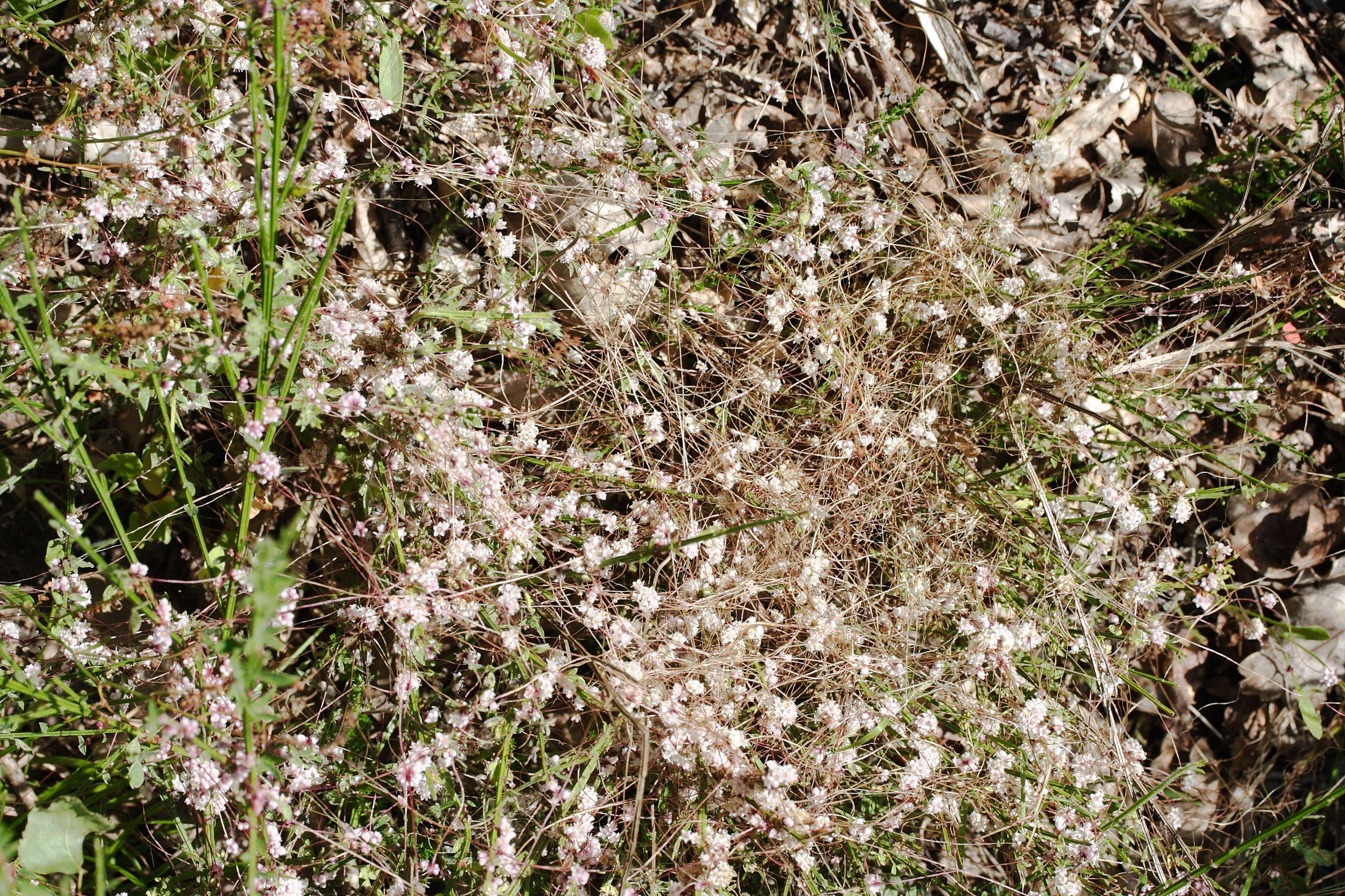 cuscuta_epithymum1md