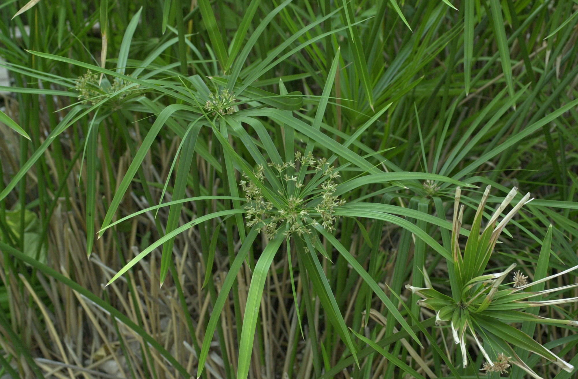 cyperus_involucratus2md