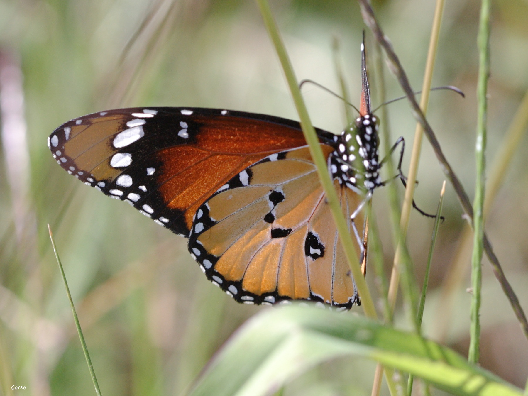 danaus_chrysippus3bd