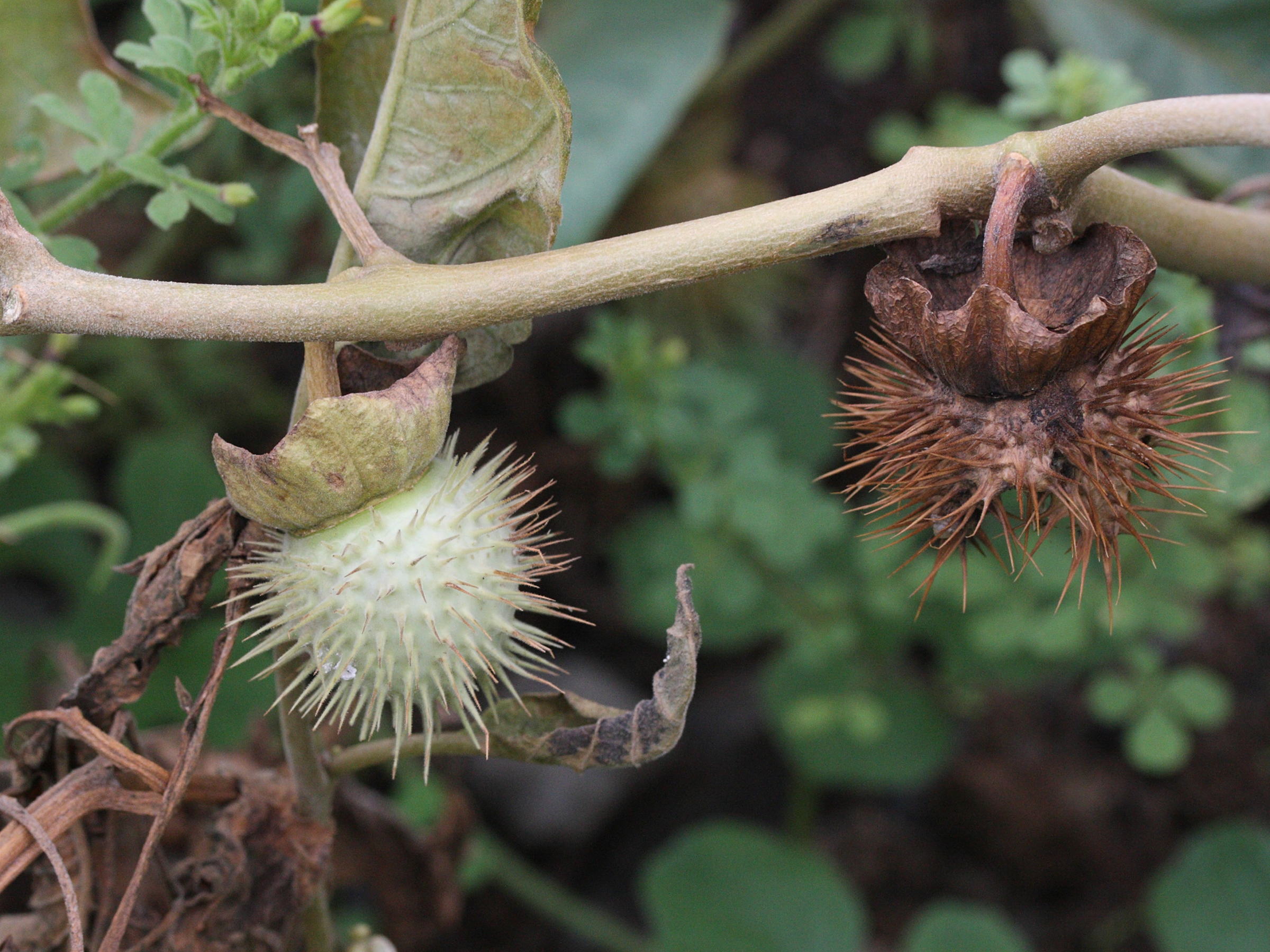 Afficher le média datura_inoxia2md datura_inoxia2md