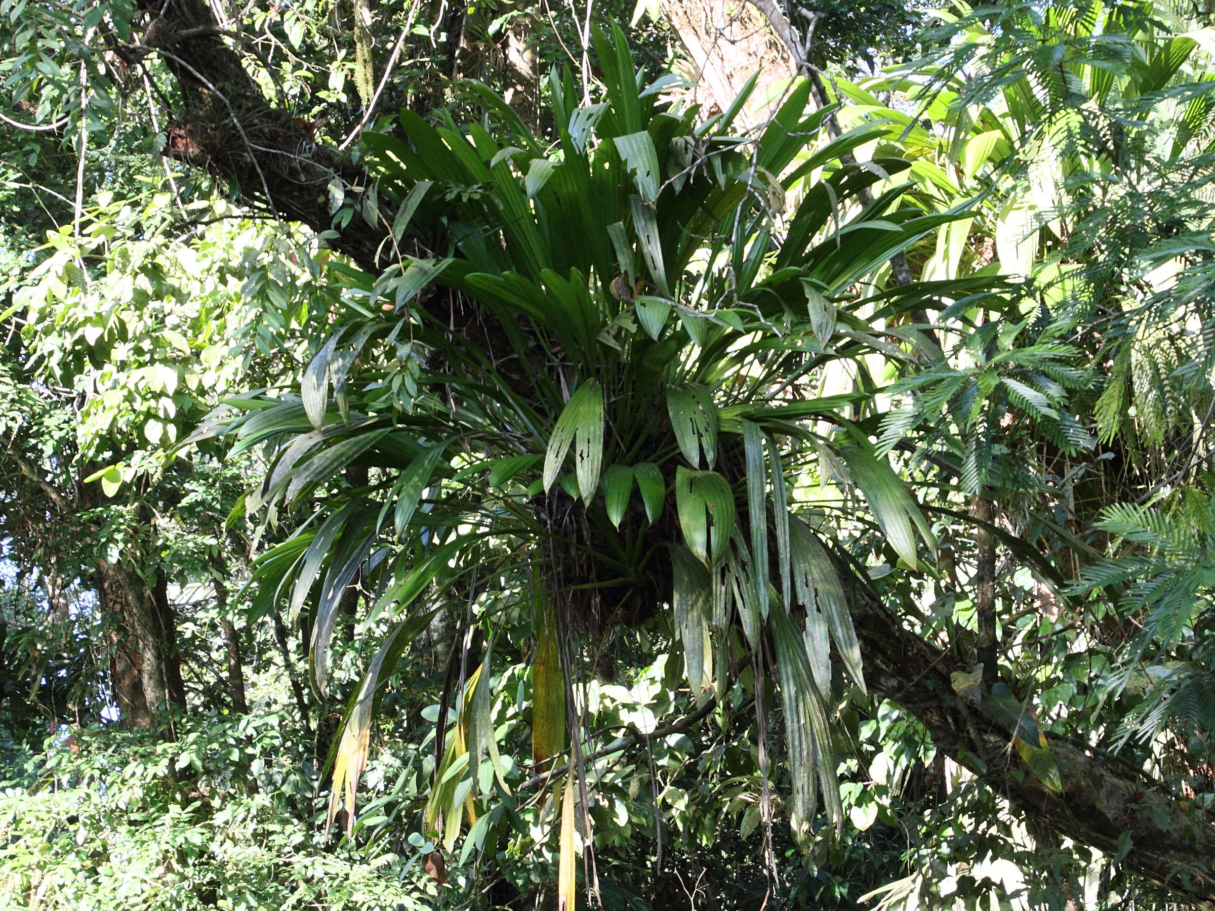 dicranopygium_umbrophilum1md