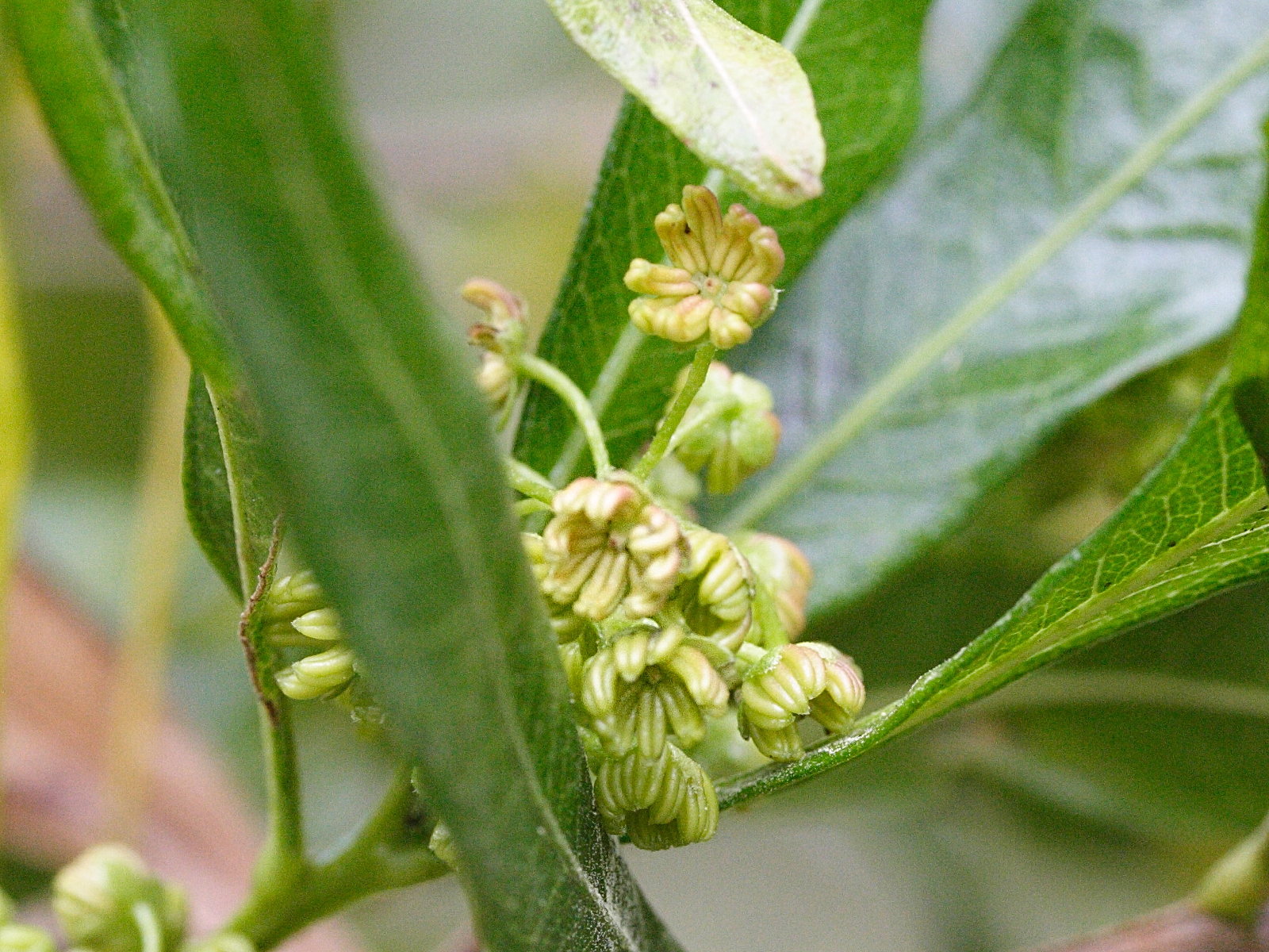 Afficher le média dodonaea_viscosa3md dodonaea_viscosa3md