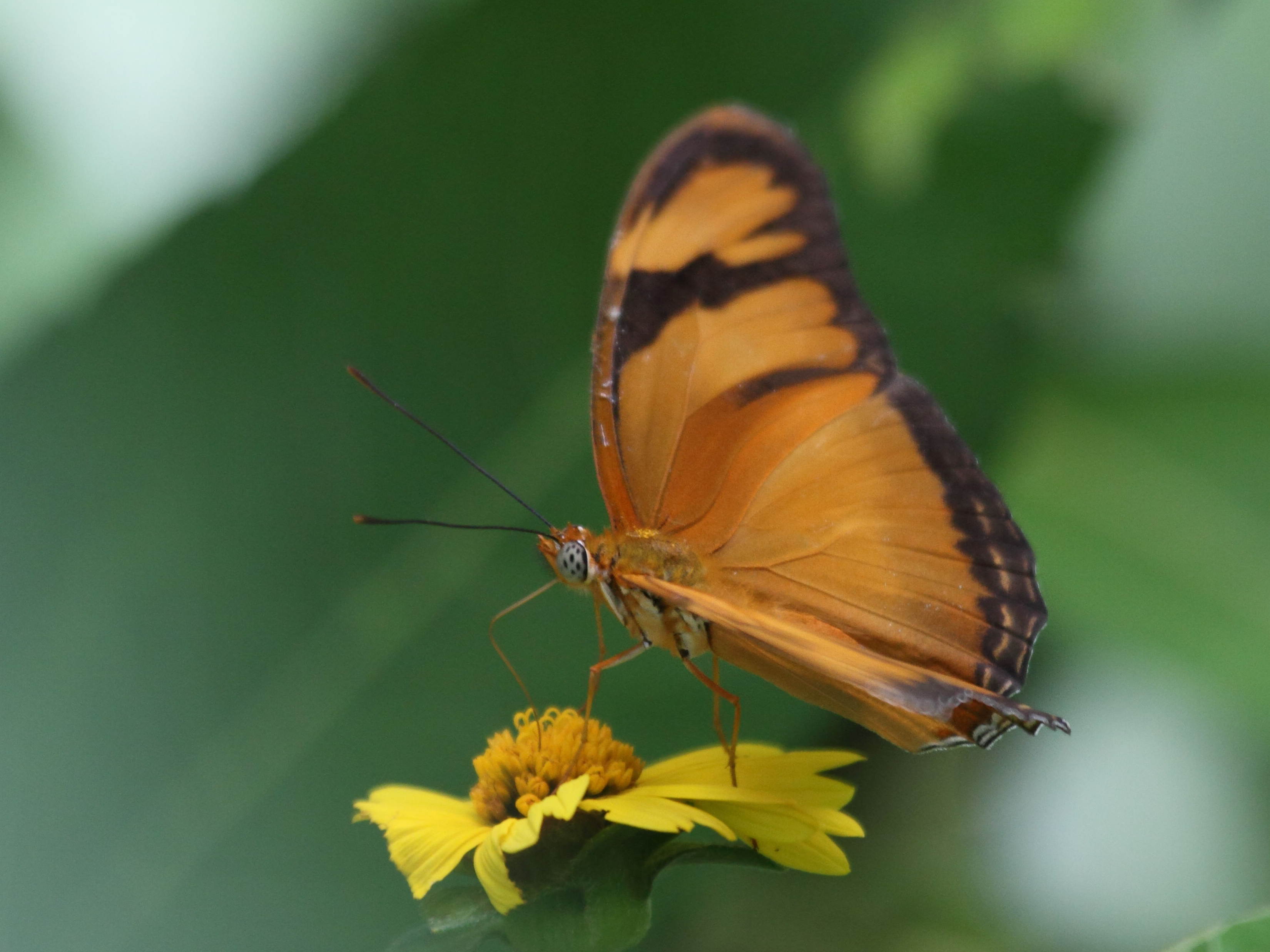 dryas_iulia_dominicana1bd