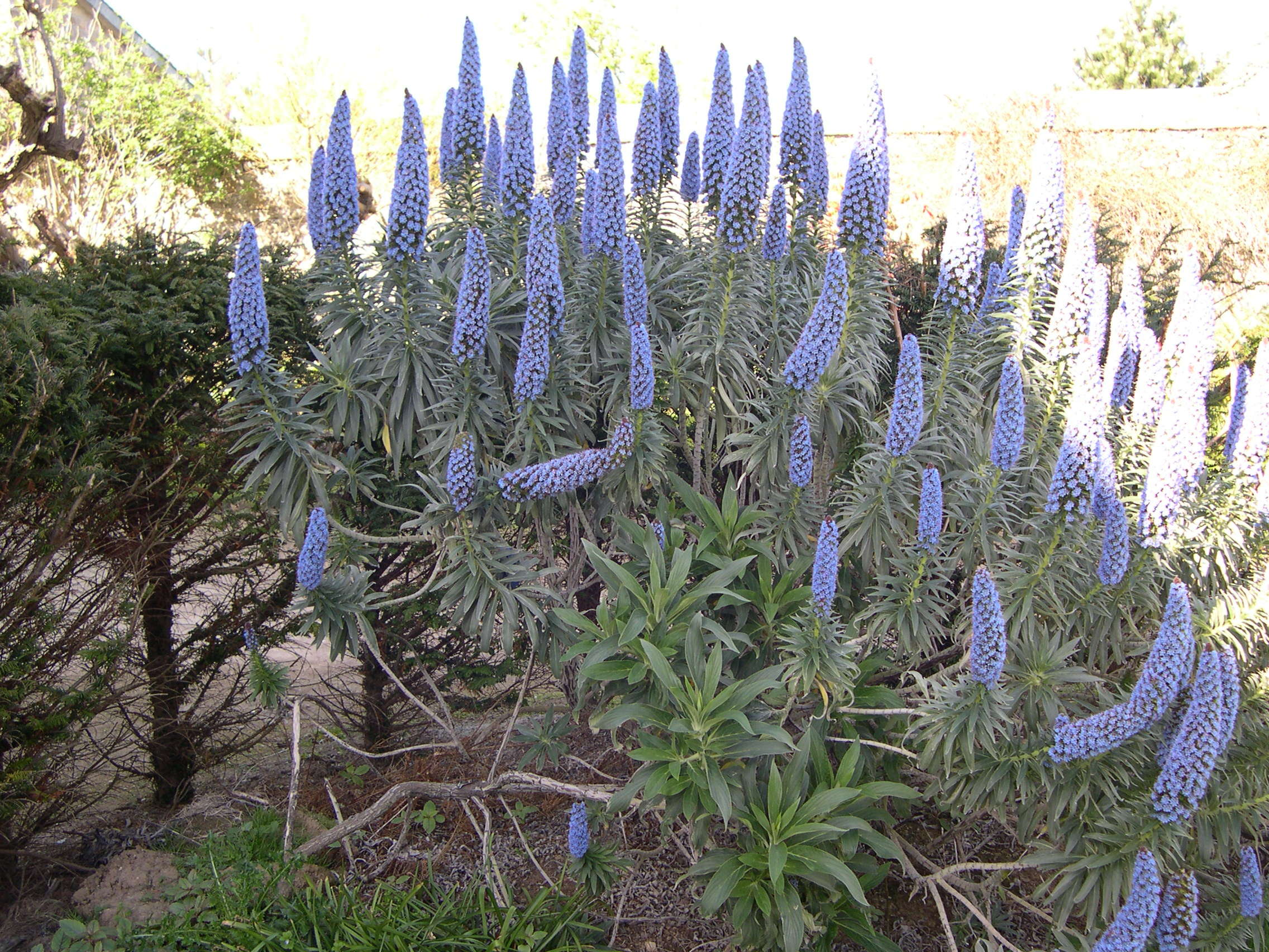 Afficher le média echium_candicans1amd echium_candicans1amd