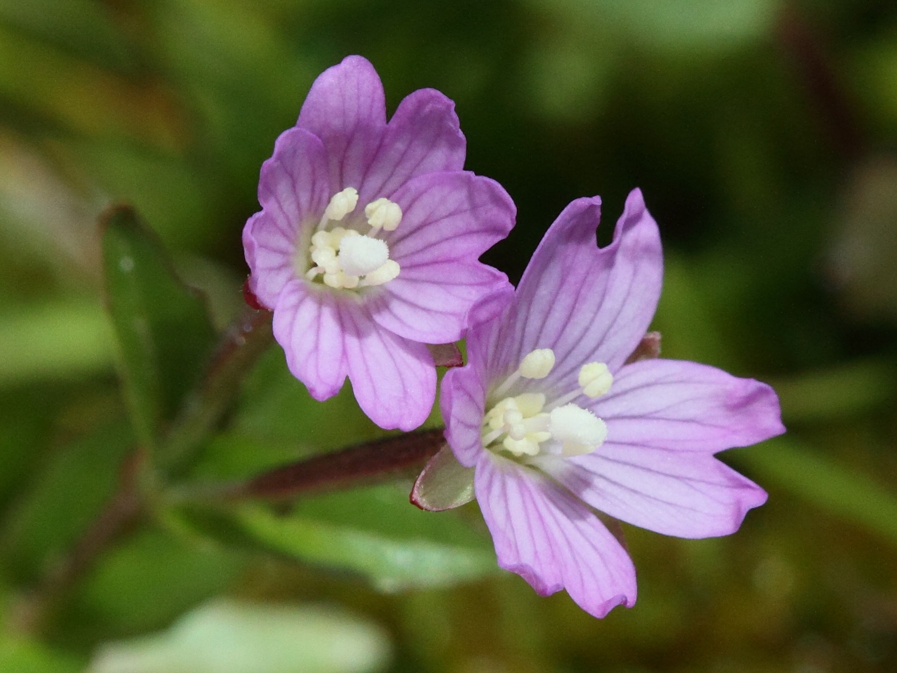 epilobium_alsinifolium2bd