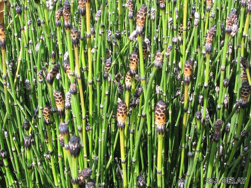 equisetum_variegatum2jd