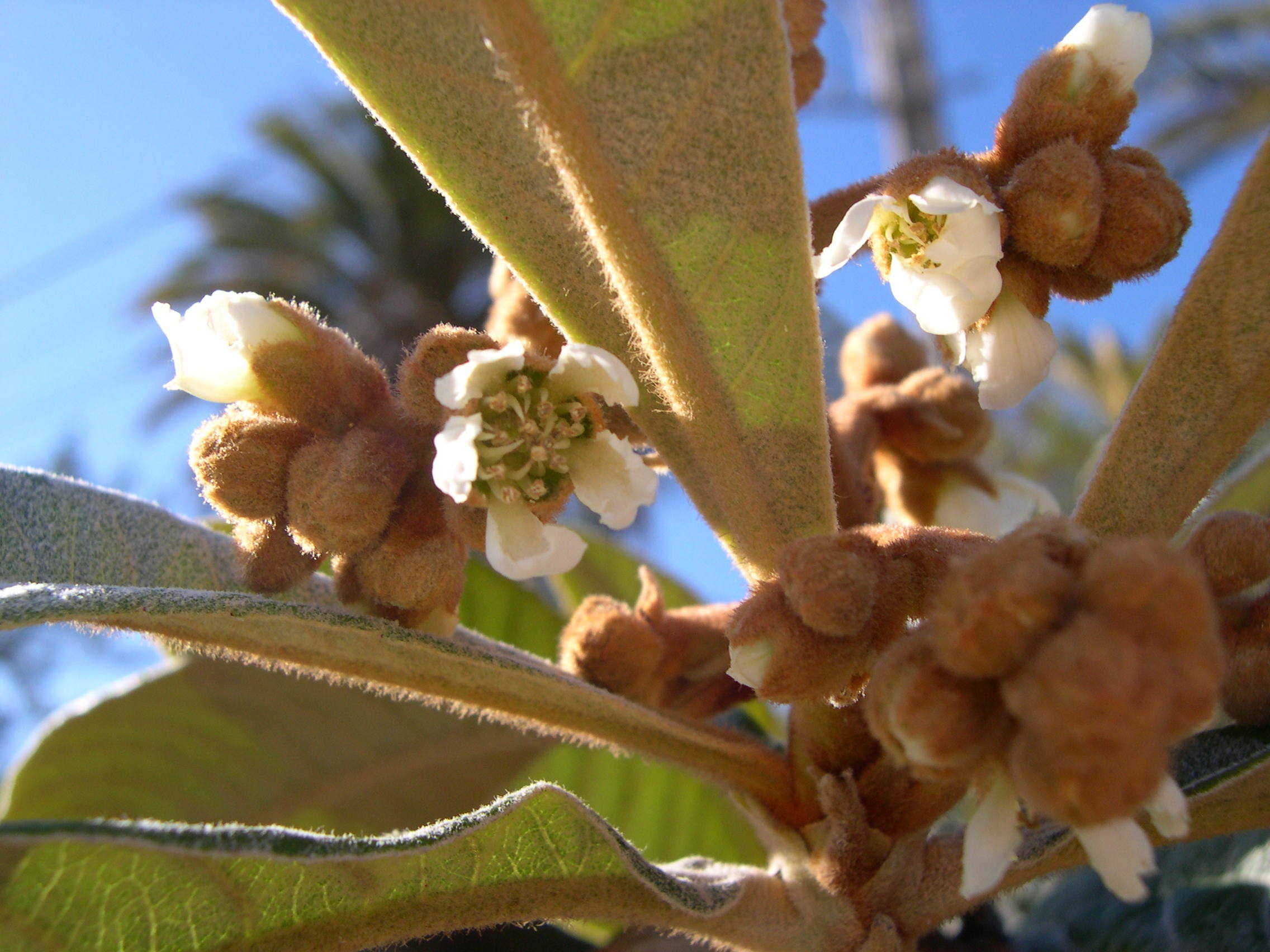 eriobotrya_japonica3md