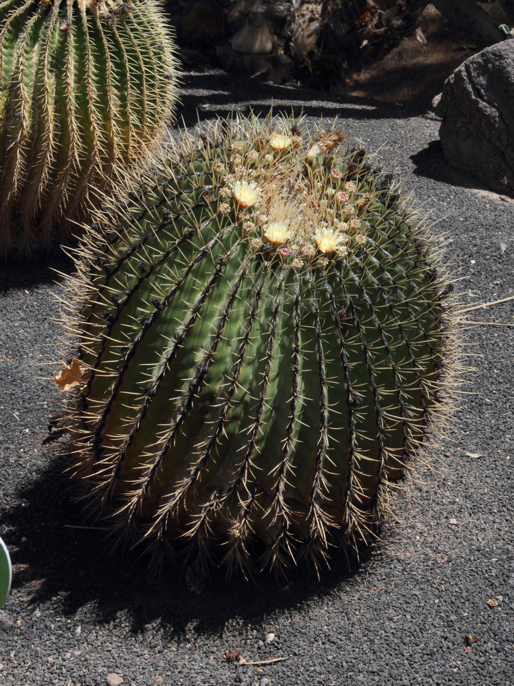 ferocactus_histrix1md