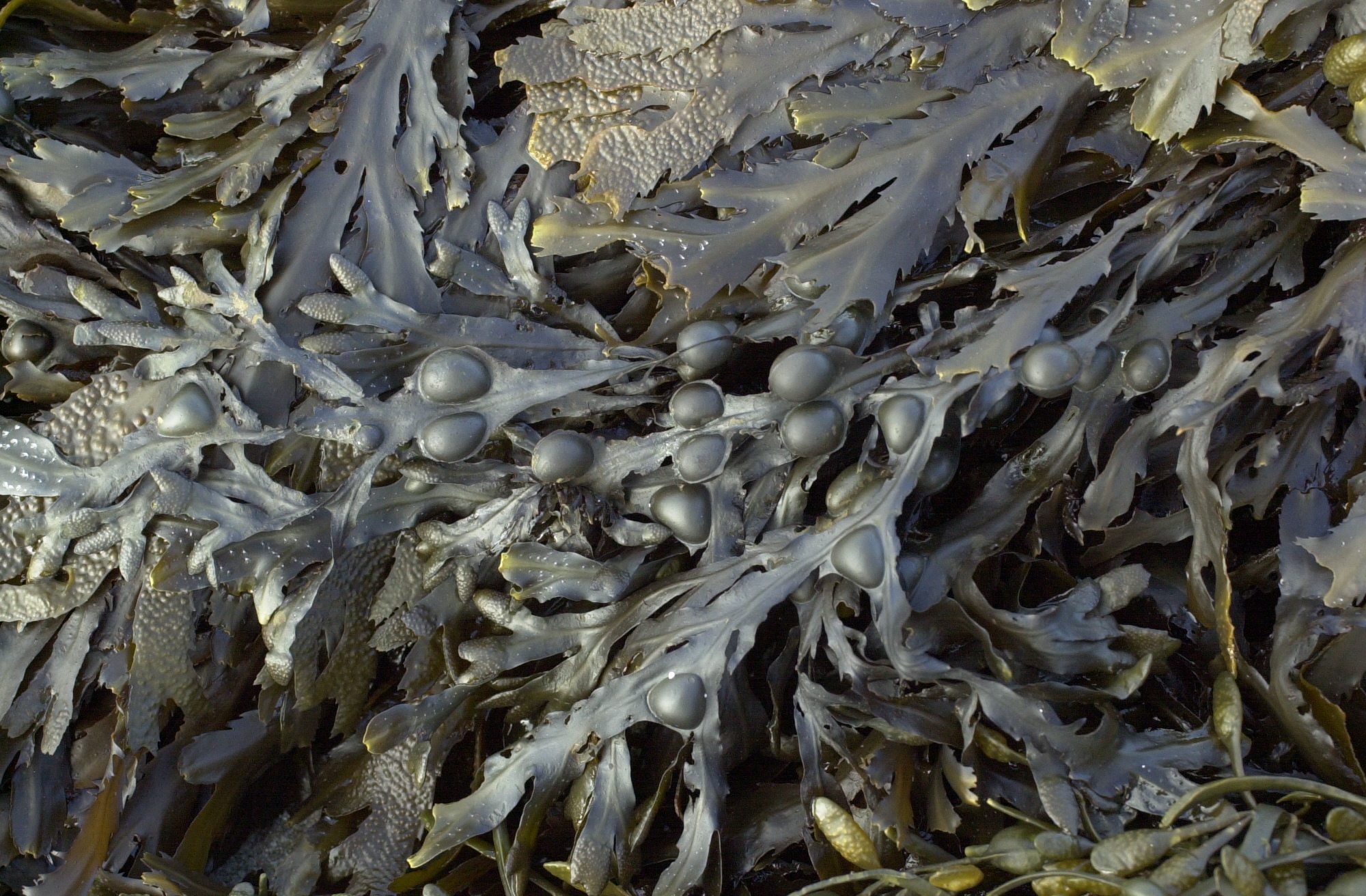 Afficher le média fucus_vesiculosus1md fucus_vesiculosus1md