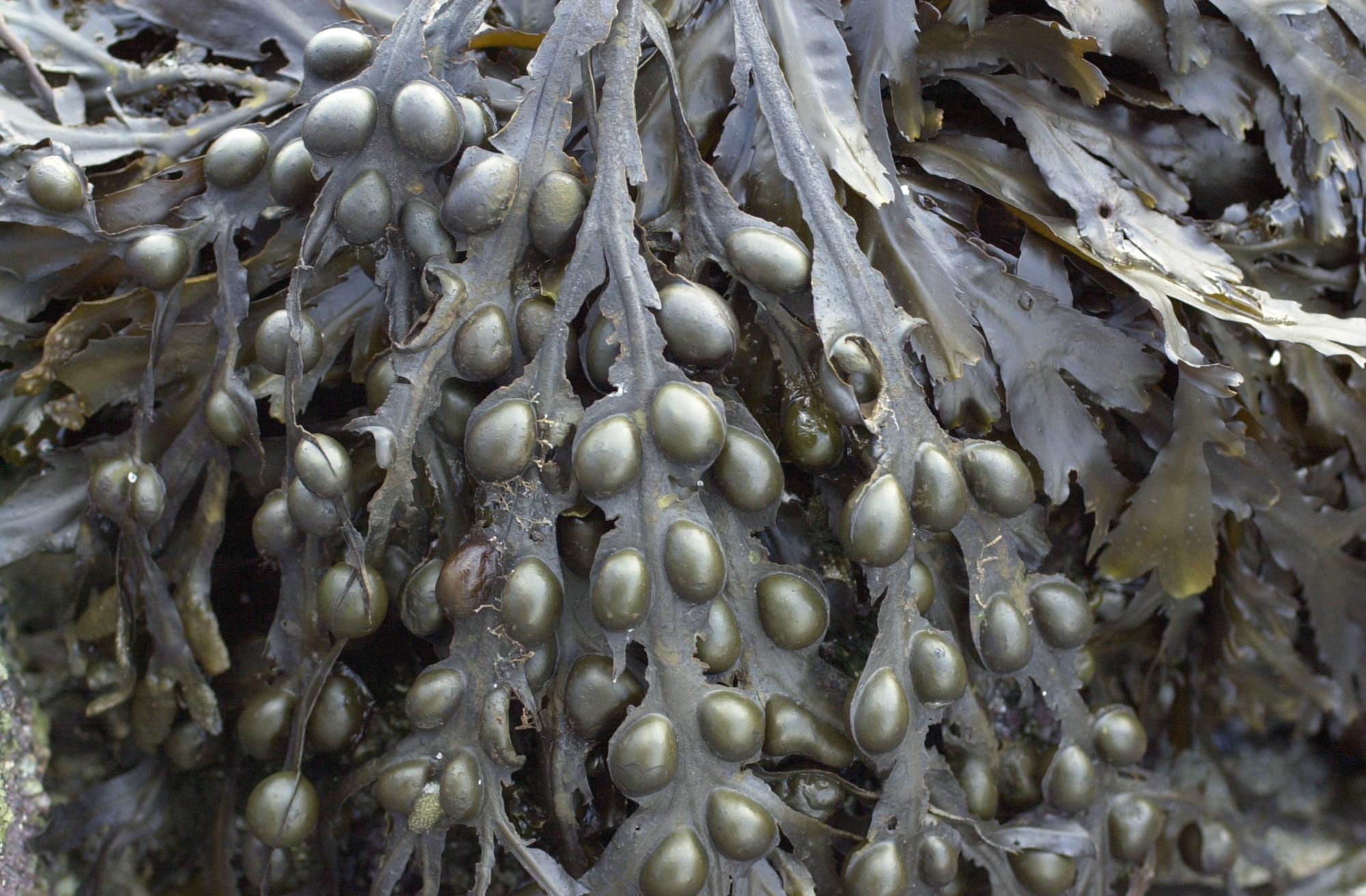 Afficher le média fucus_vesiculosus3md fucus_vesiculosus3md