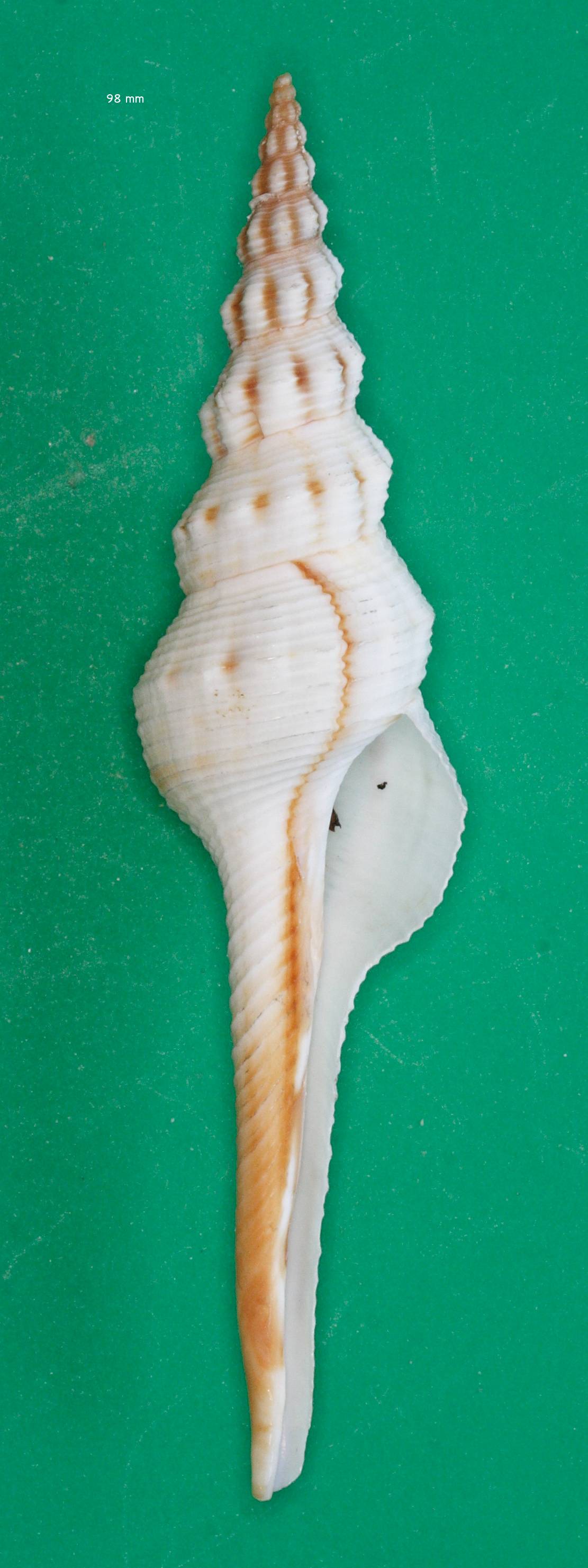 fusinus_gracillimus2md