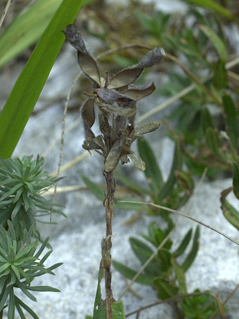 genista_sagittalis3md