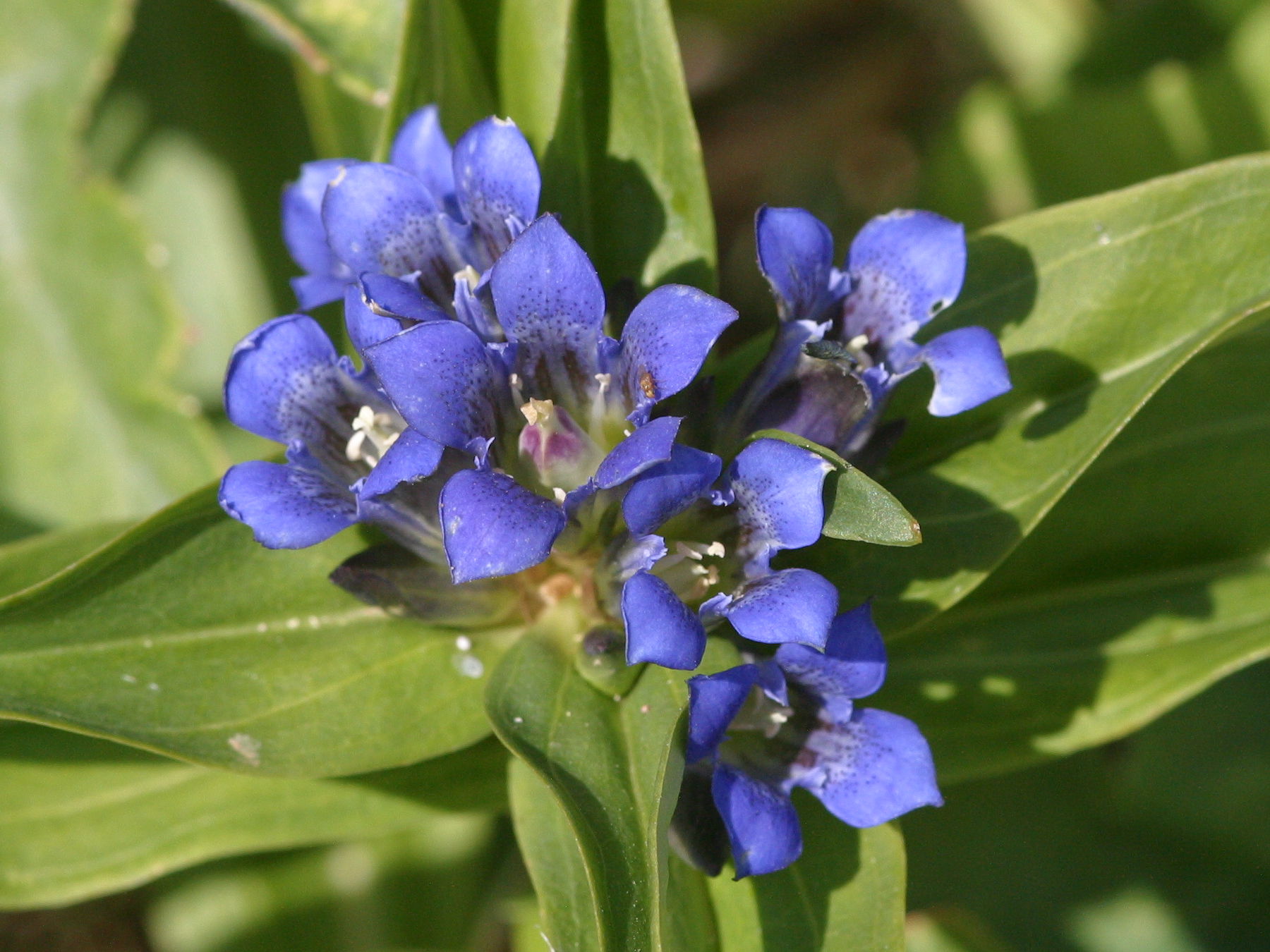 gentiana_cruciata2bmd