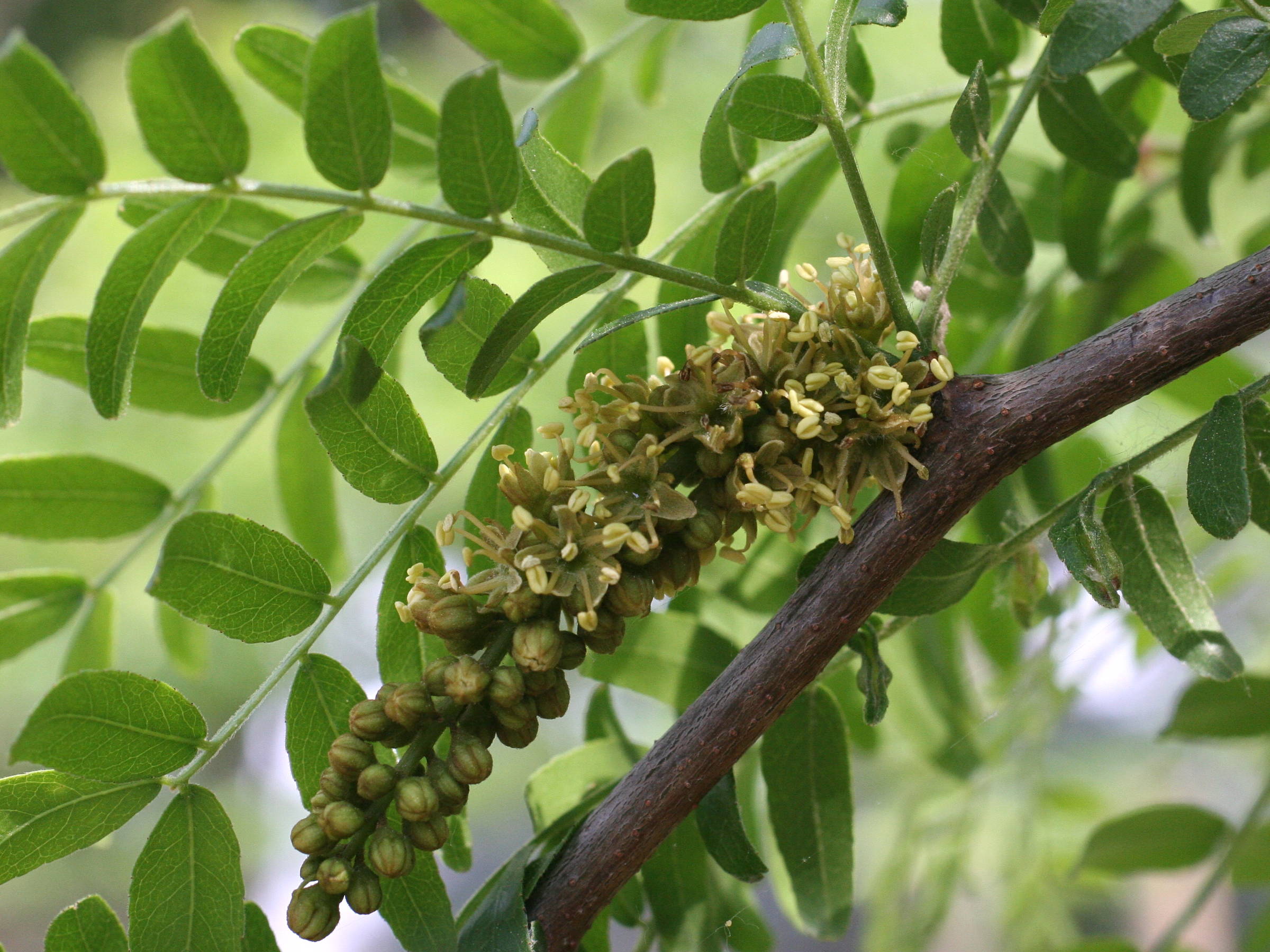 gleditsia_triacanthos5md