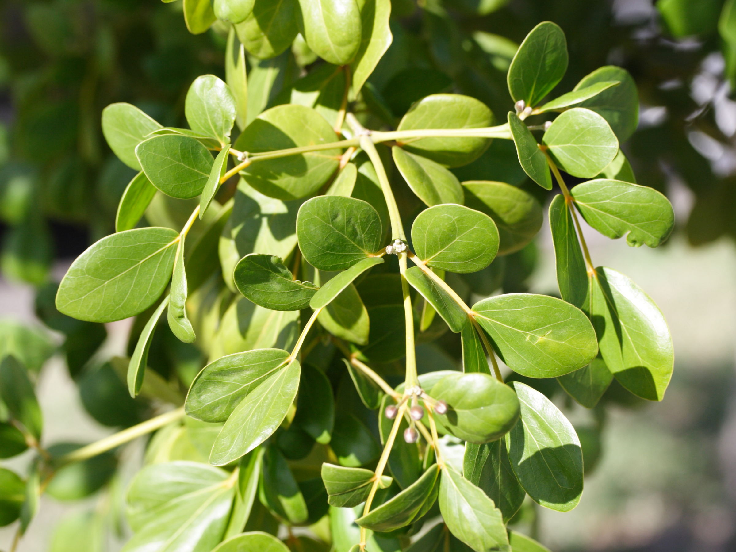 Afficher le média guaiacum_officinale2md guaiacum_officinale2md