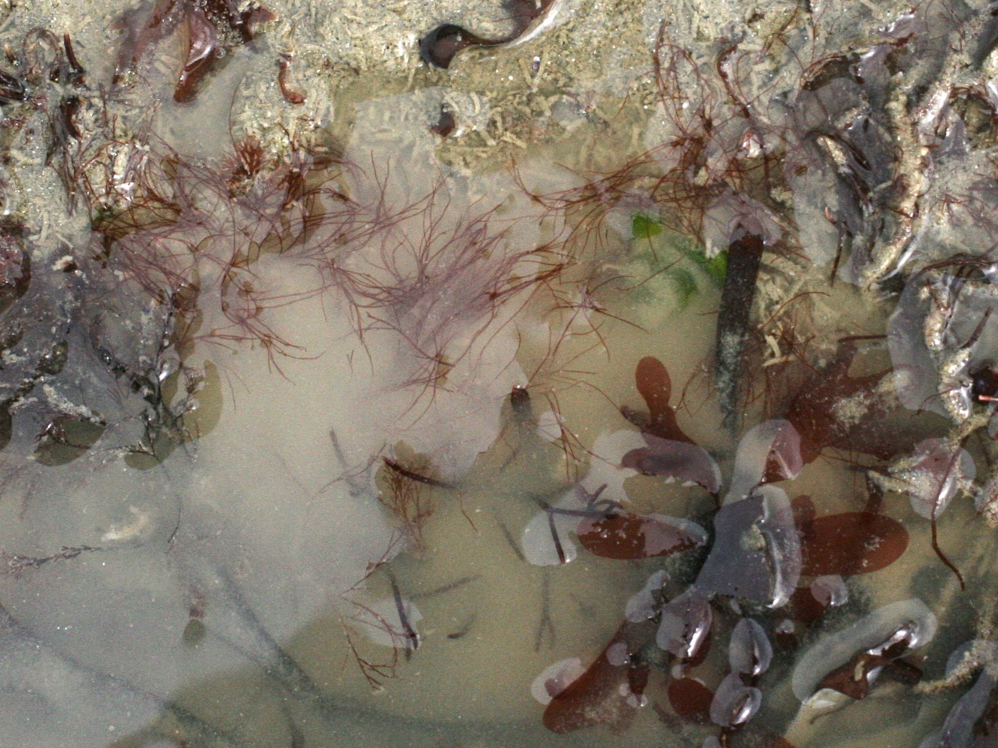 Afficher le média halurus_flosculosus1md halurus_flosculosus1md