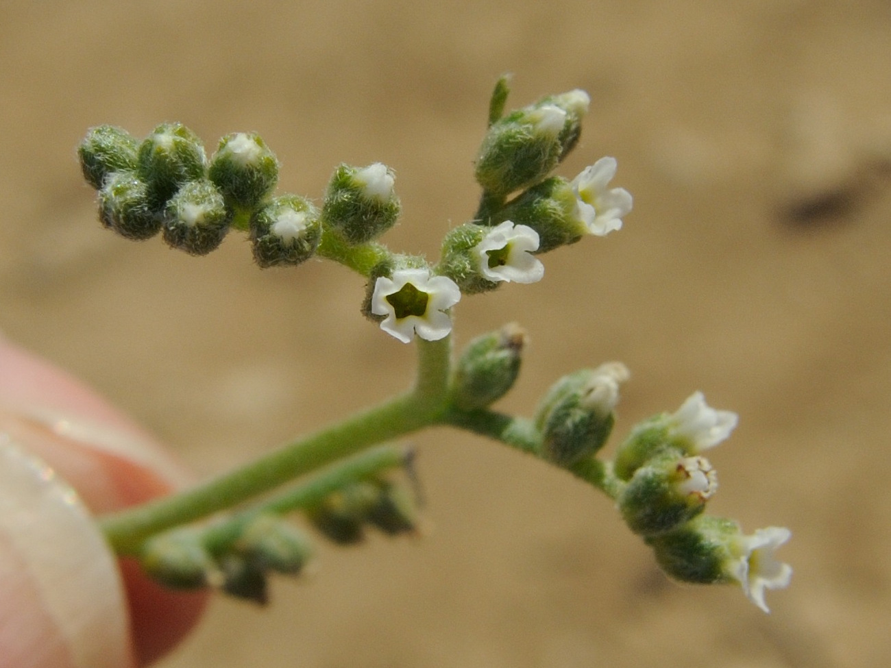 heliotropium_marifolium2md
