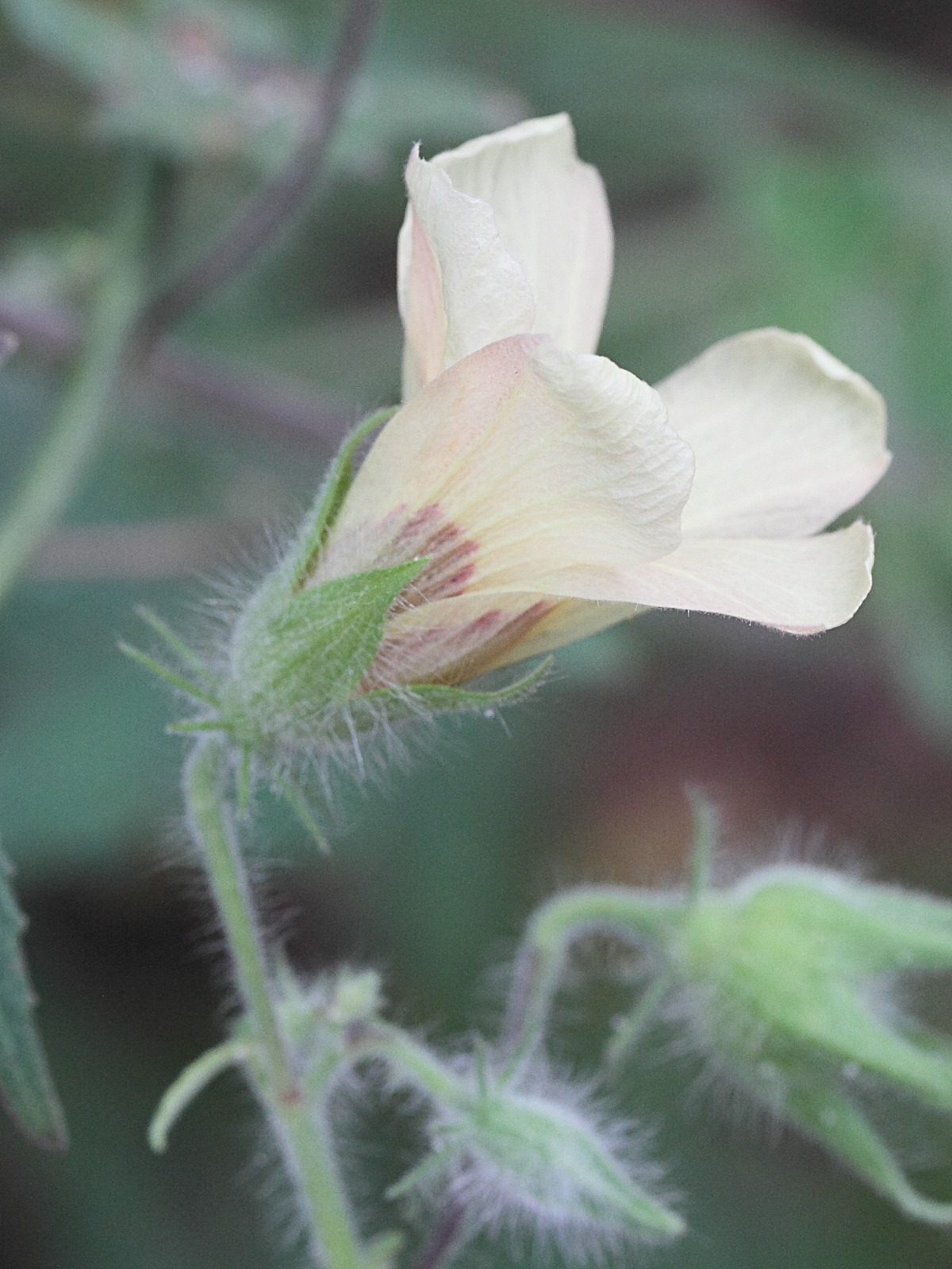 hibiscus_physaloides4md