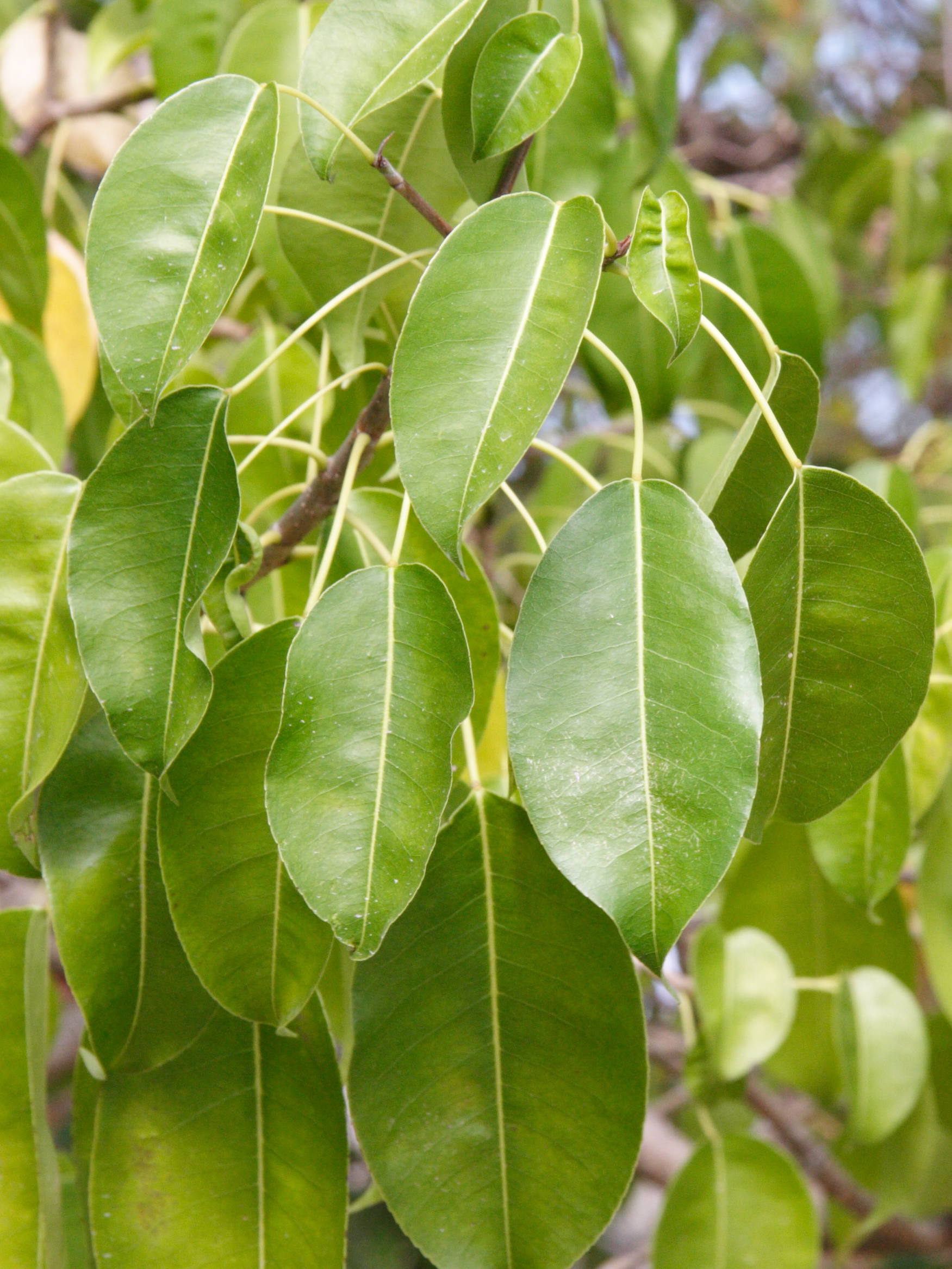 hippomane_mancinella4md