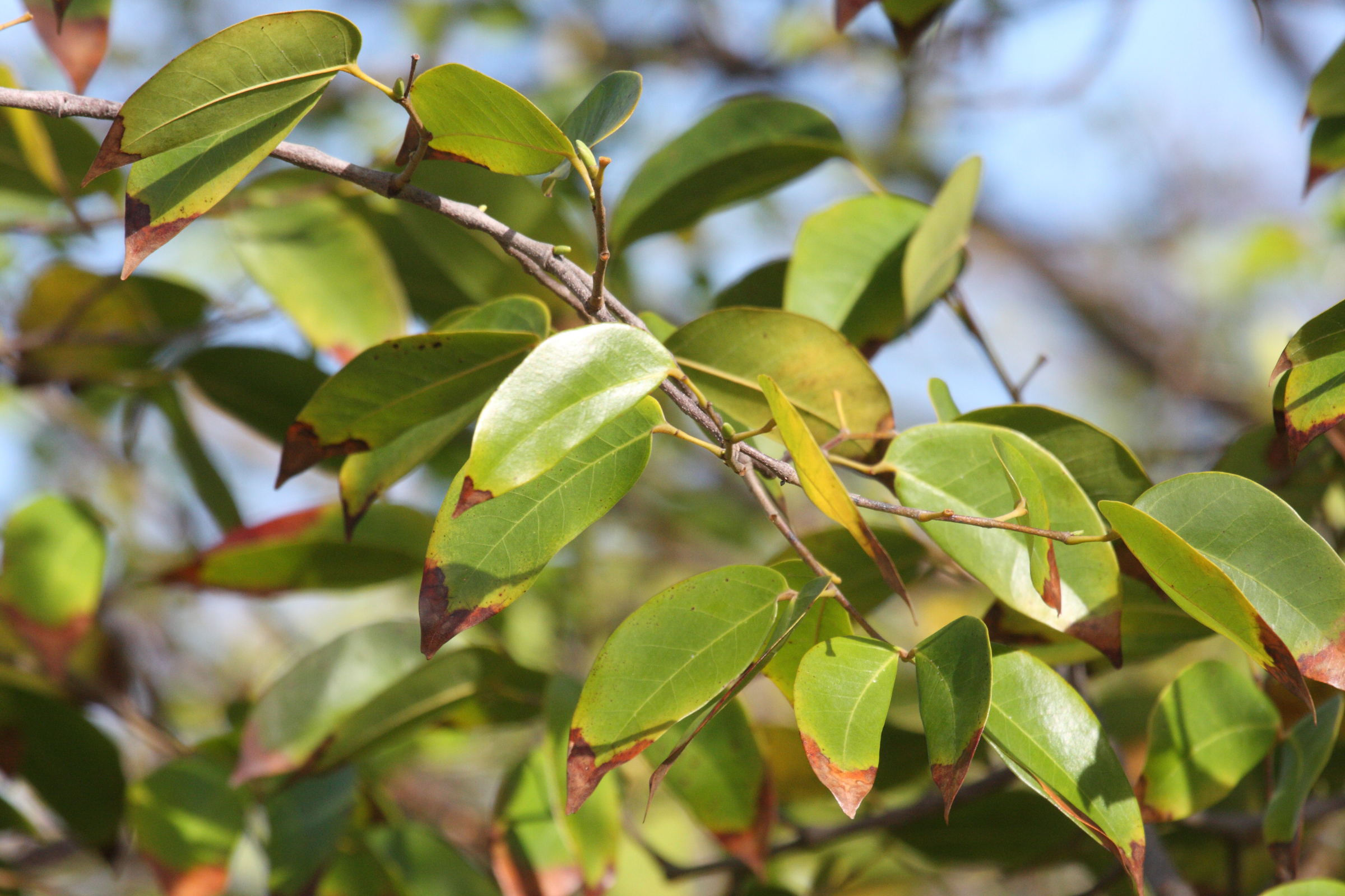 hymenaea_courbaril9bd