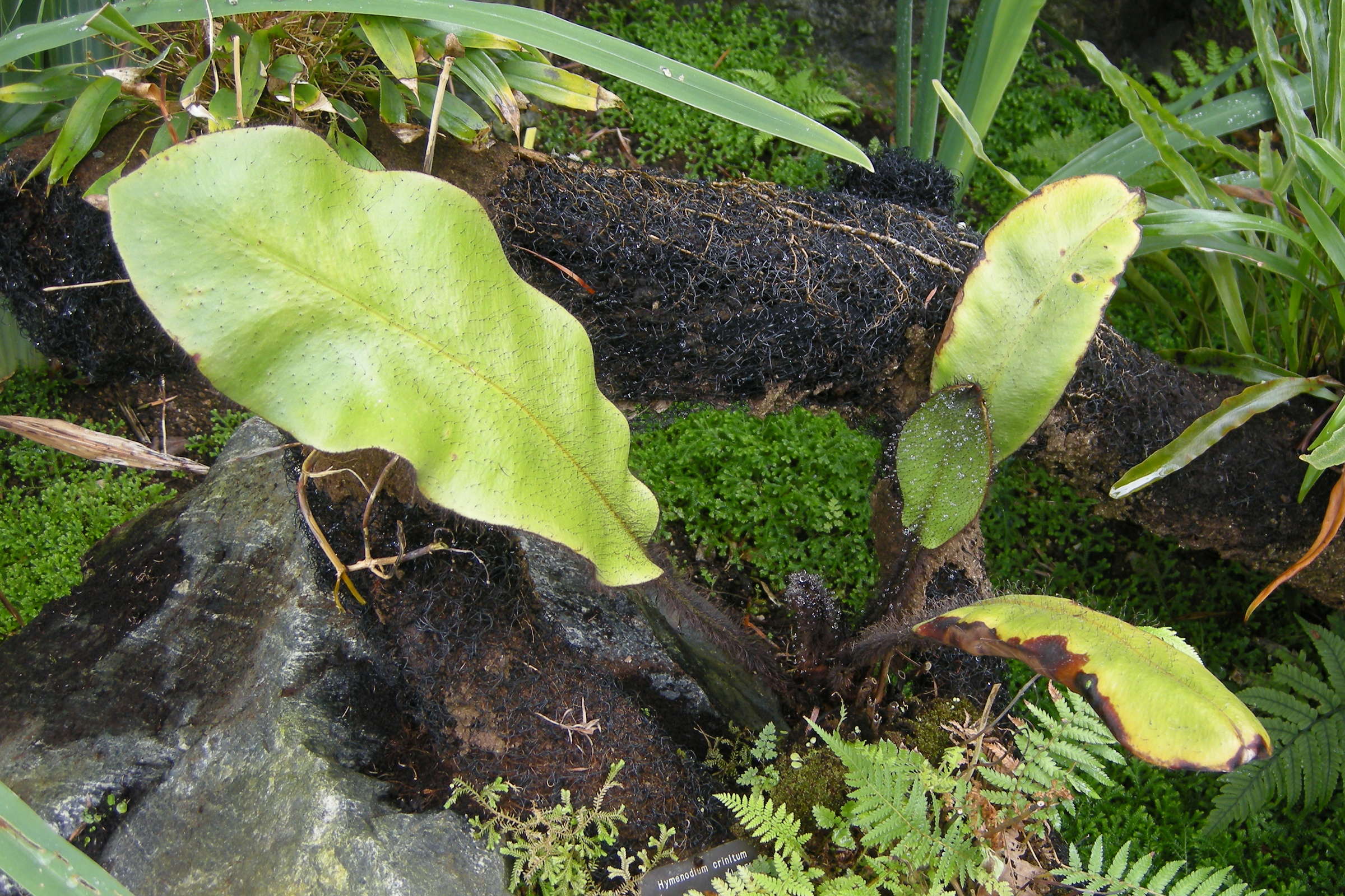 Afficher le média hymenodium_crinitum1bd hymenodium_crinitum1bd