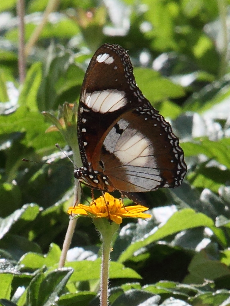 hypolimnas_misippus5bd