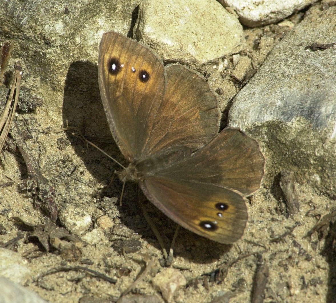 hyponephele_lycaon2md