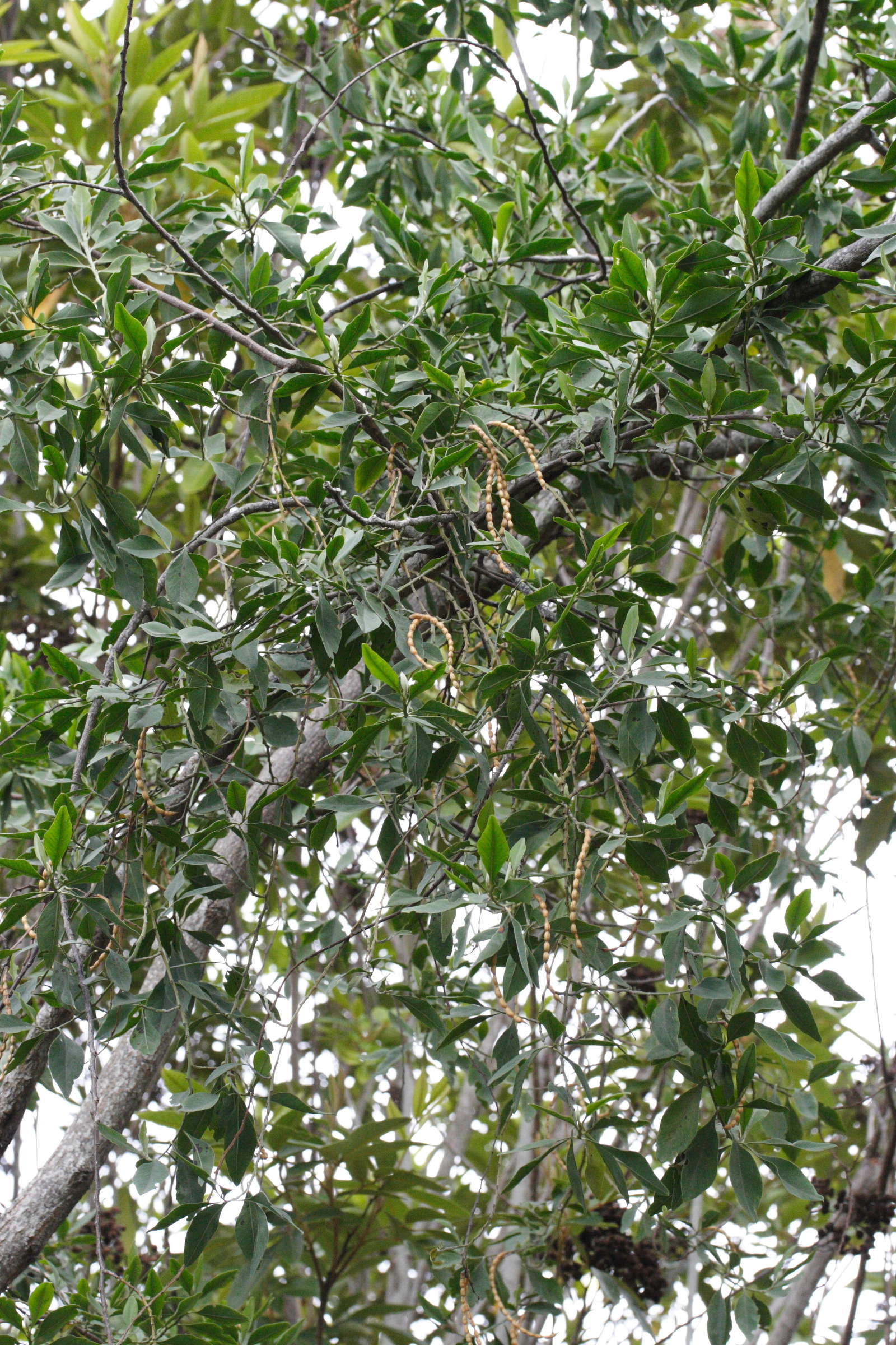 indigofera_ammoxylum1md