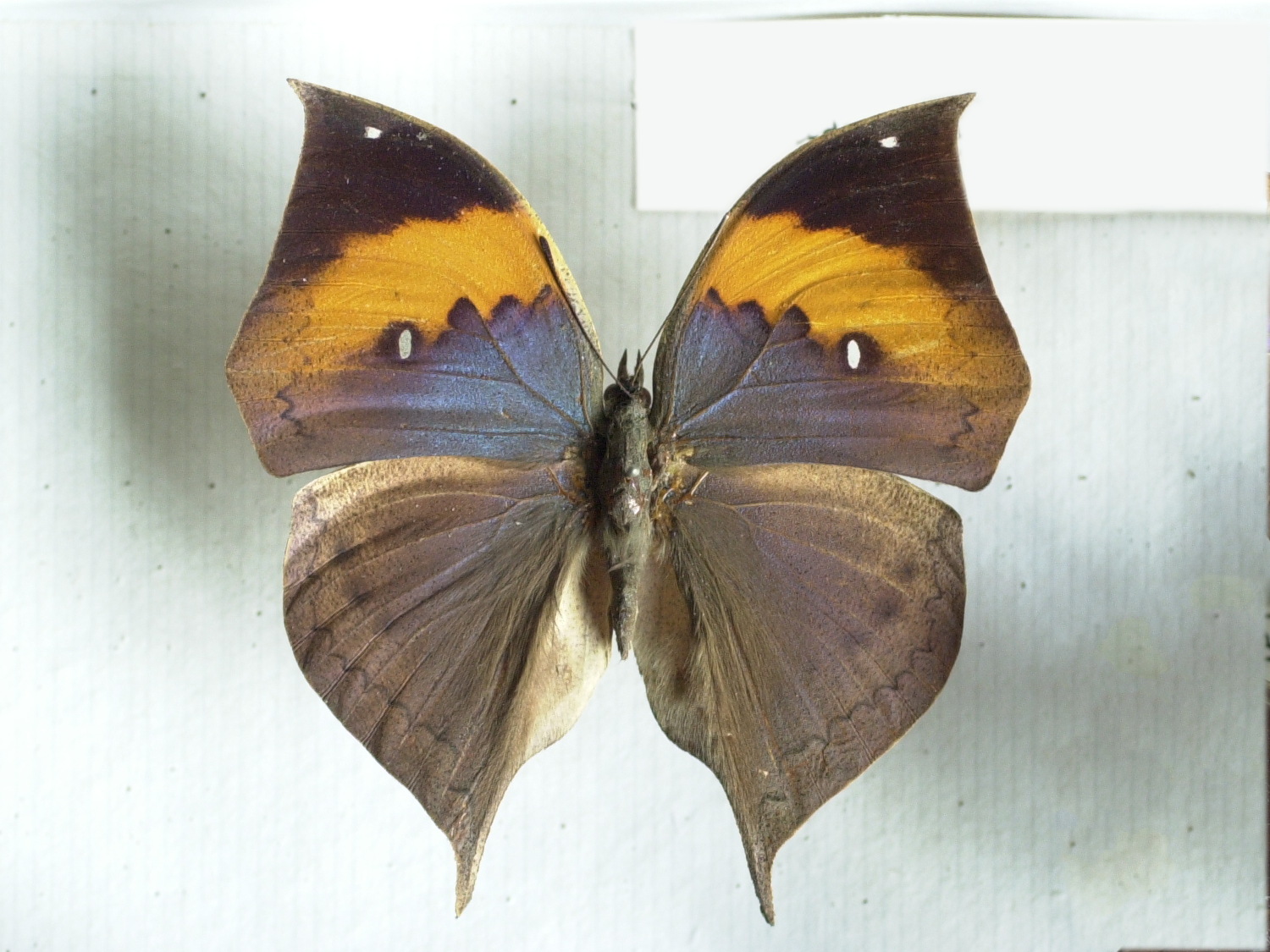 Afficher le média kallima_paralekta4md kallima_paralekta4md