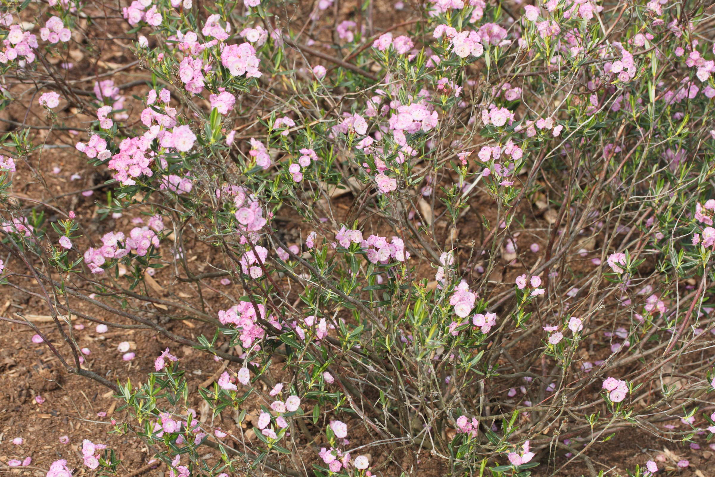 Afficher le média kalmia_polifolia1md kalmia_polifolia1md