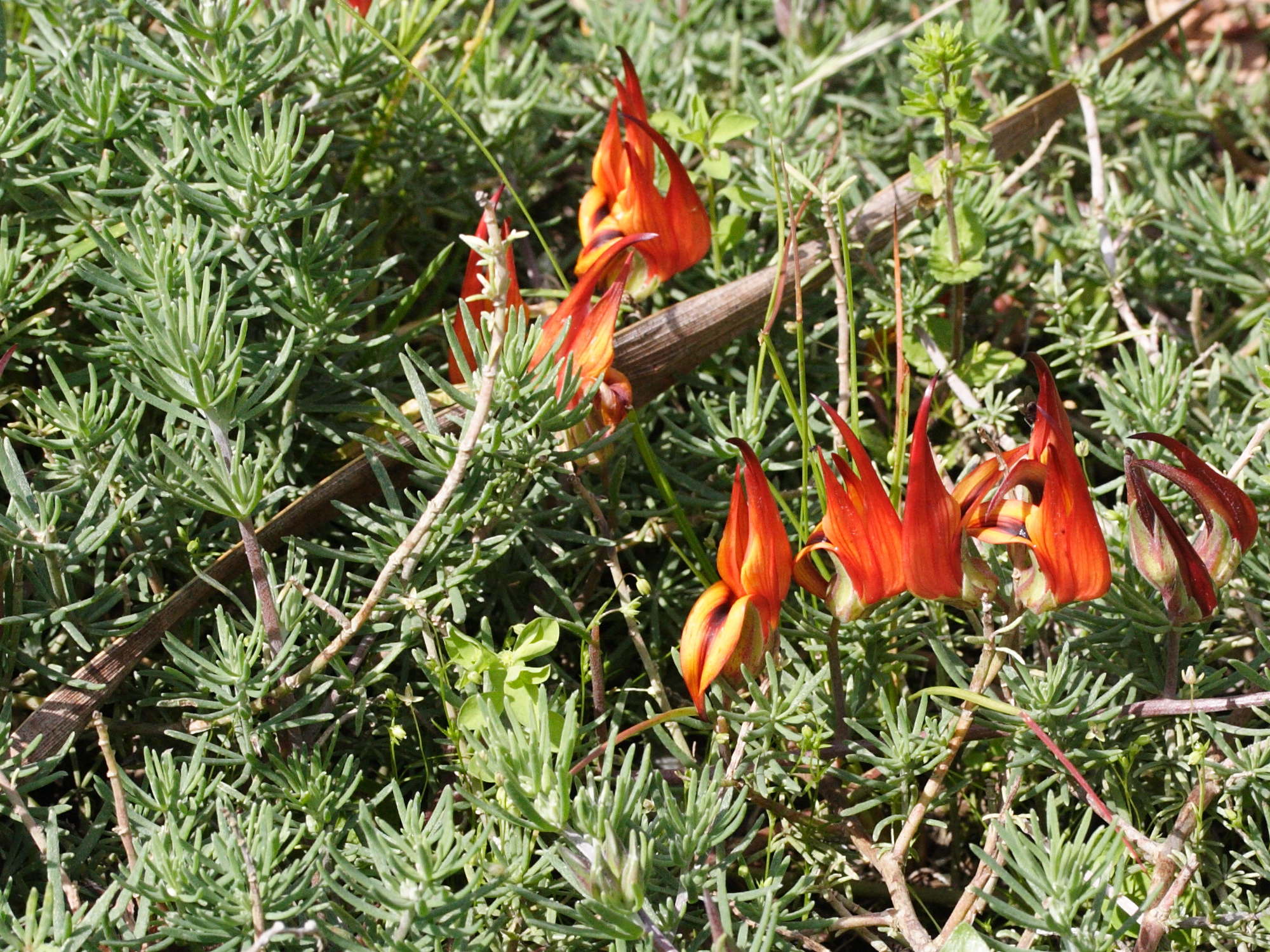 lotus_berthelotii2md