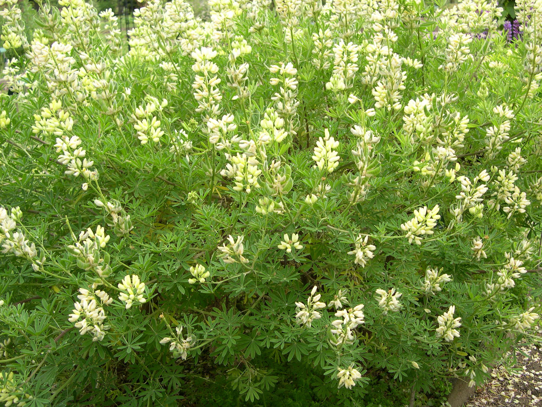 lupinus_luteus1md