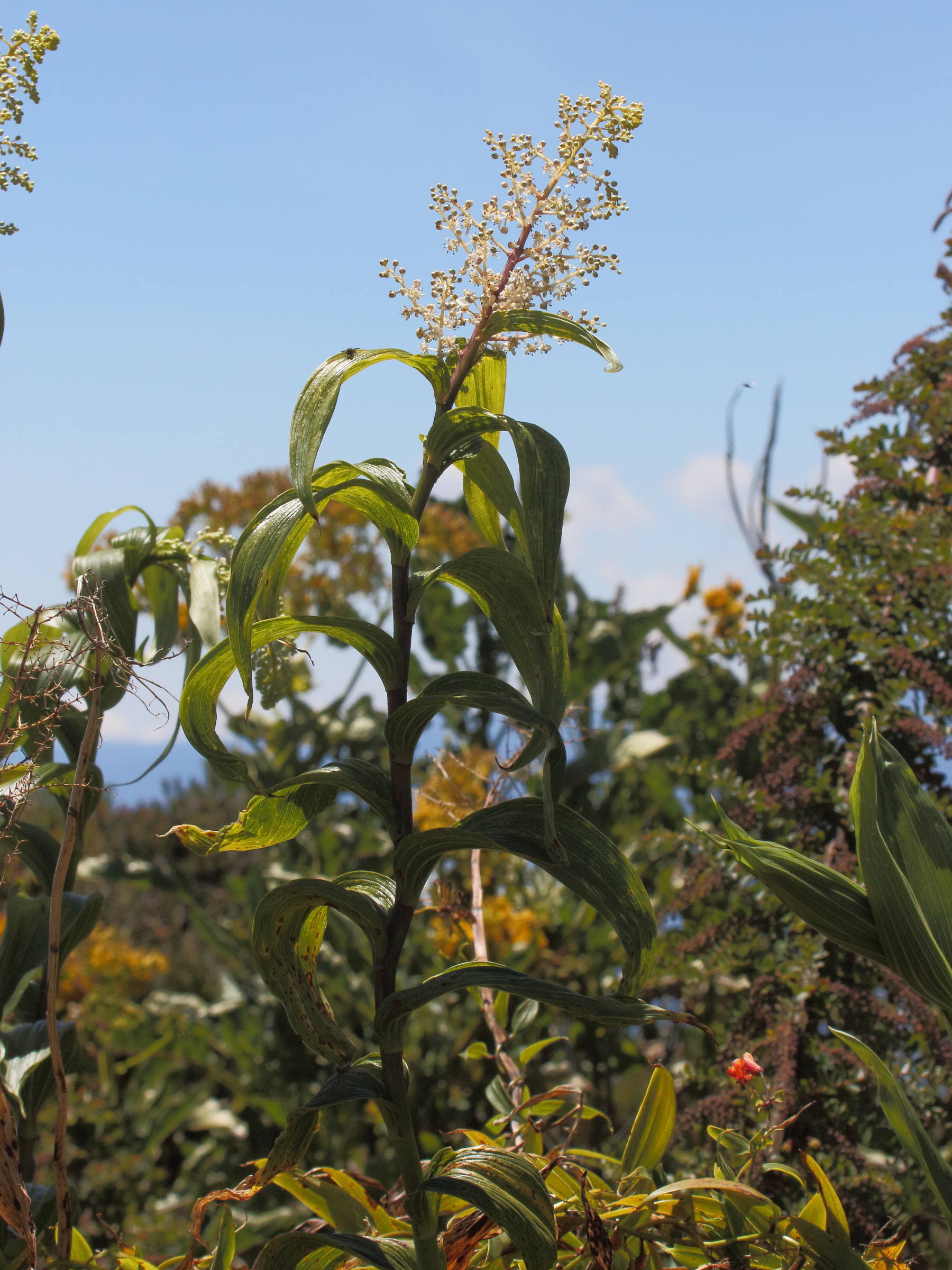 maianthemum_gigas3bd