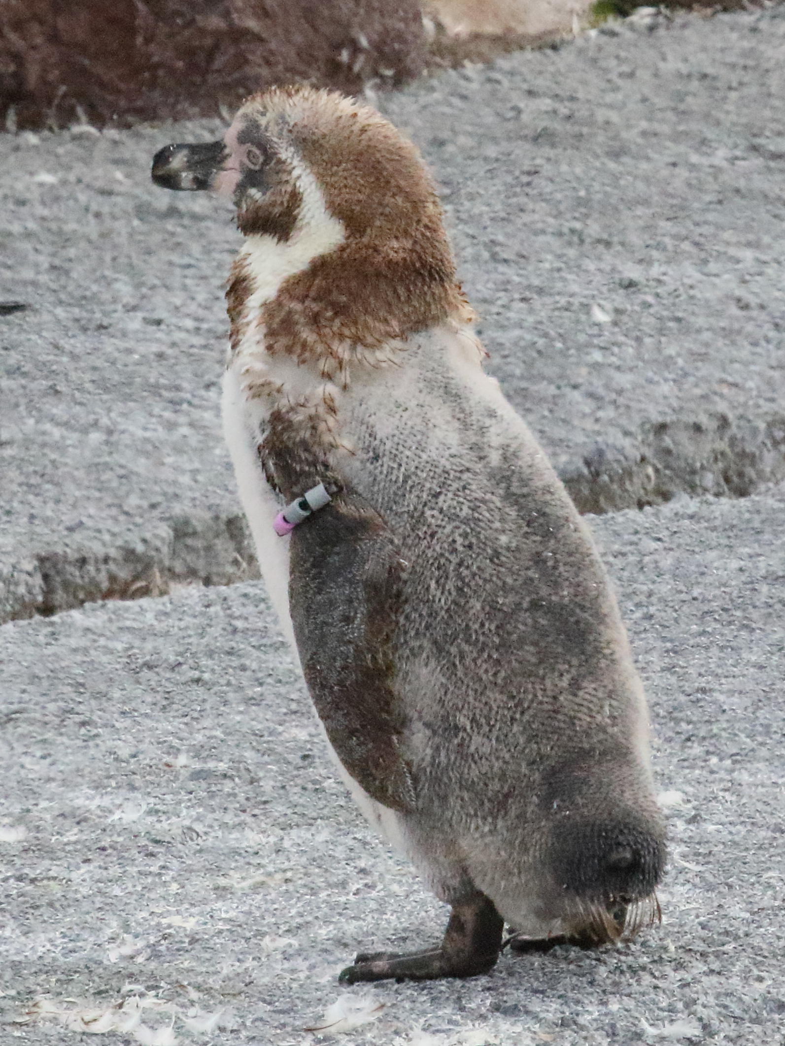 Afficher le média manchot_de_humbolt_-_spheniscus_humbolti6bd manchot_de_humbolt_-_spheniscus_humbolti6bd