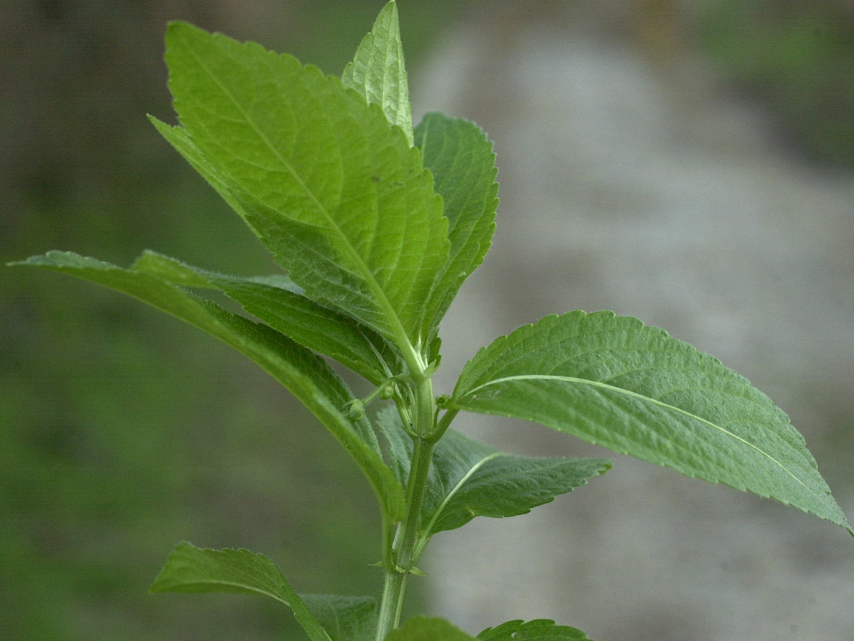 Afficher le média mercurialis_perennis3md mercurialis_perennis3md