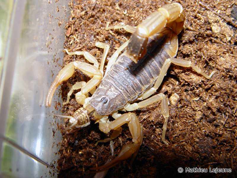 mesobuthus_martensi1ml