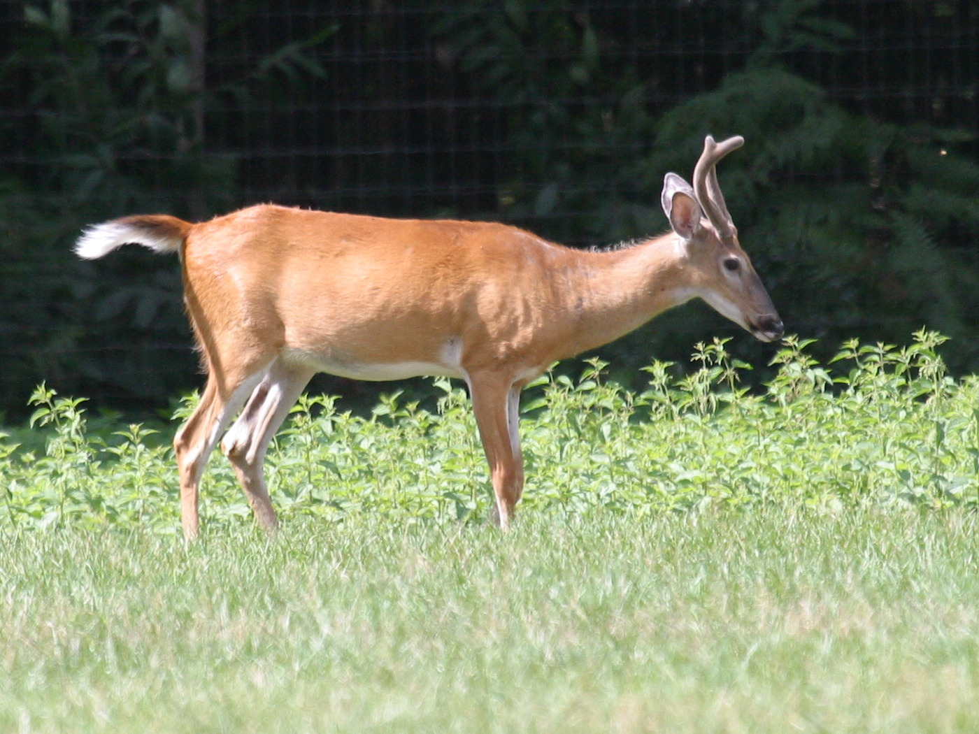 odocoileus_virginianus1bd