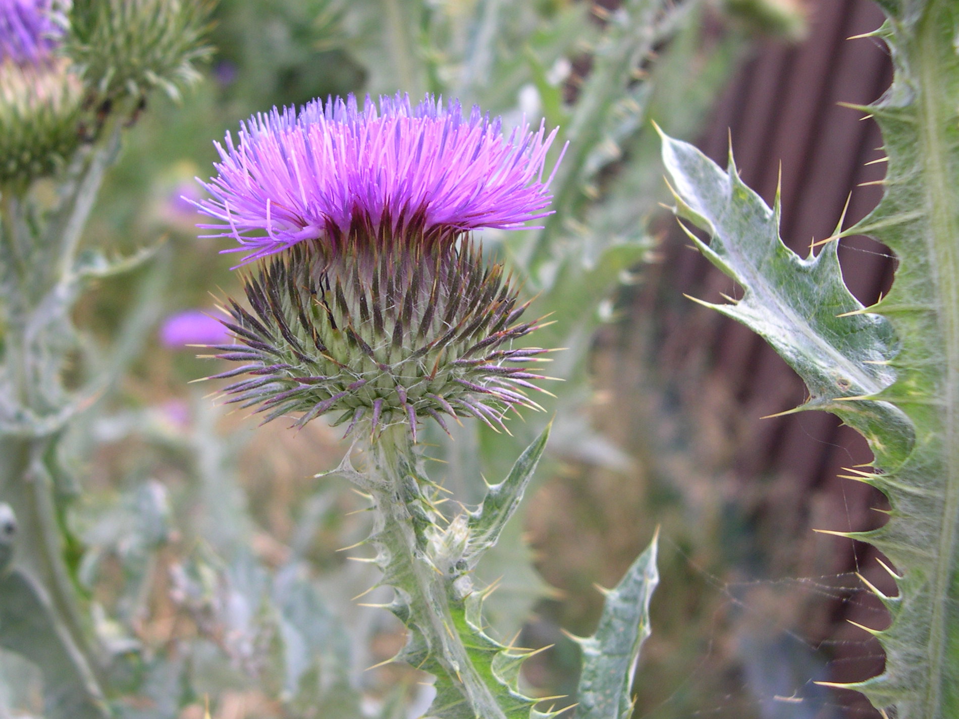 Afficher le média onopordum_acanthium3md onopordum_acanthium3md