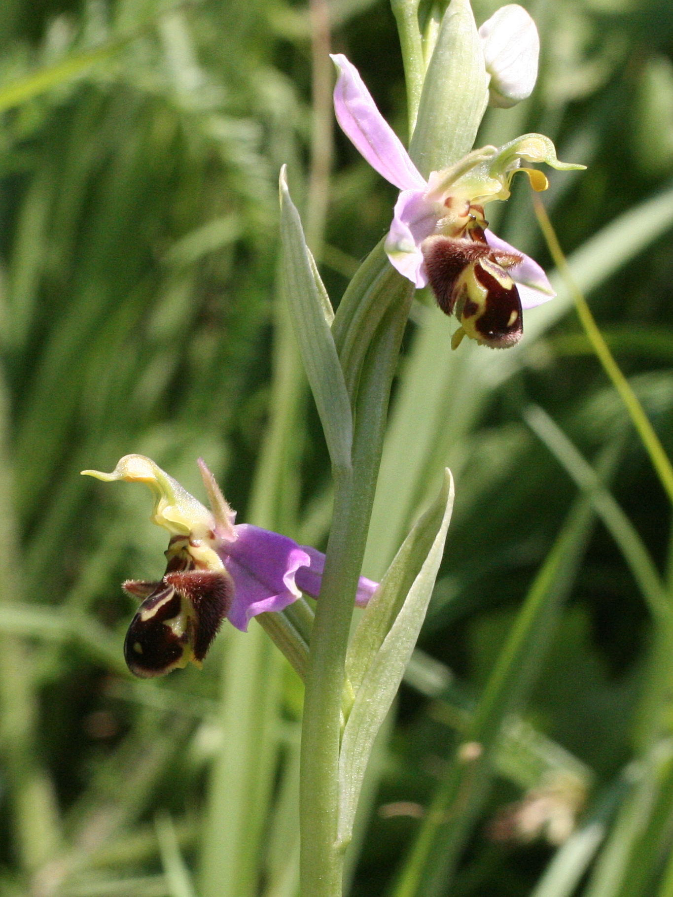 Afficher le média ophrys_apifera4md ophrys_apifera4md