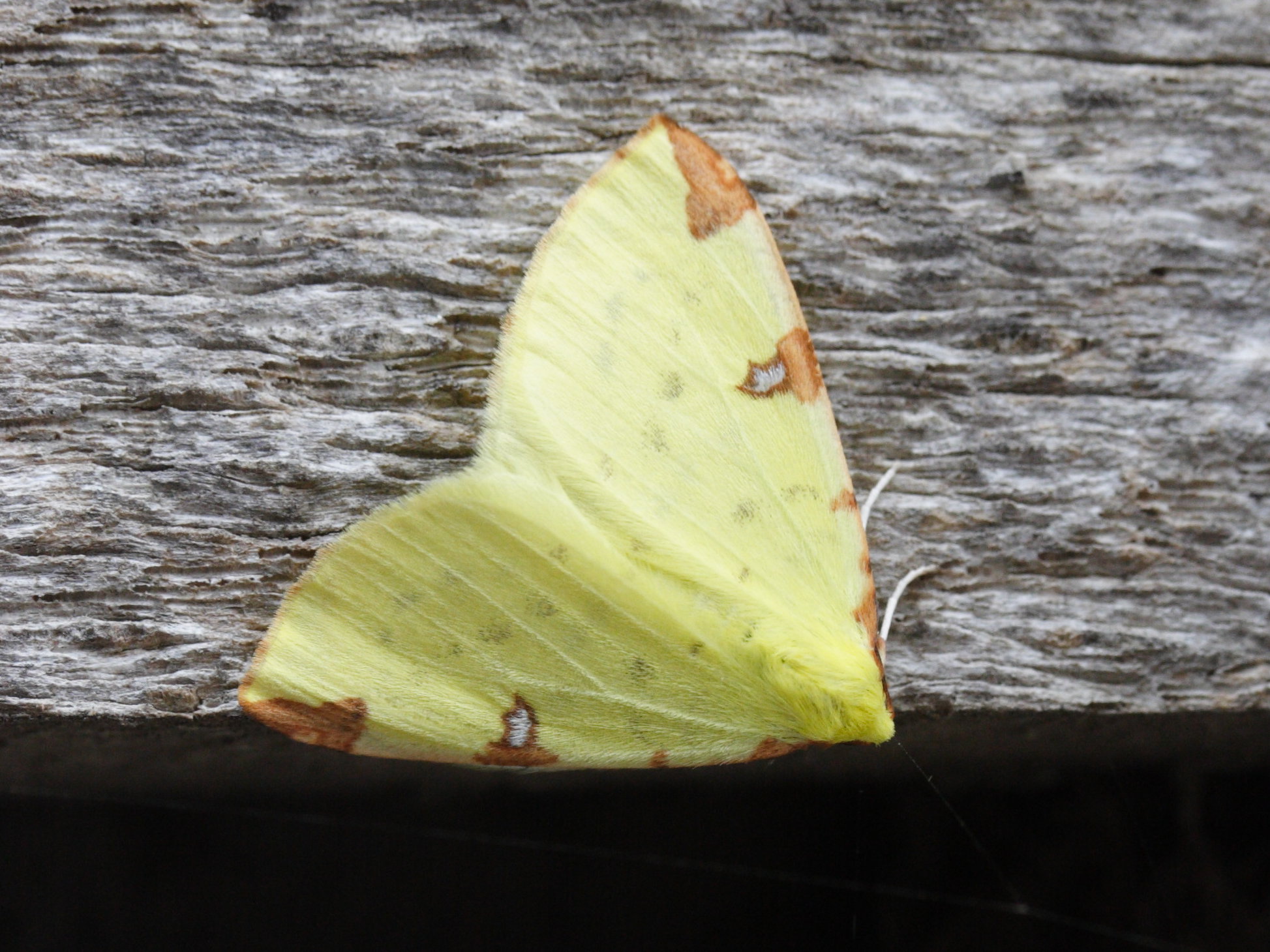 opisthograptis_luteolata1md