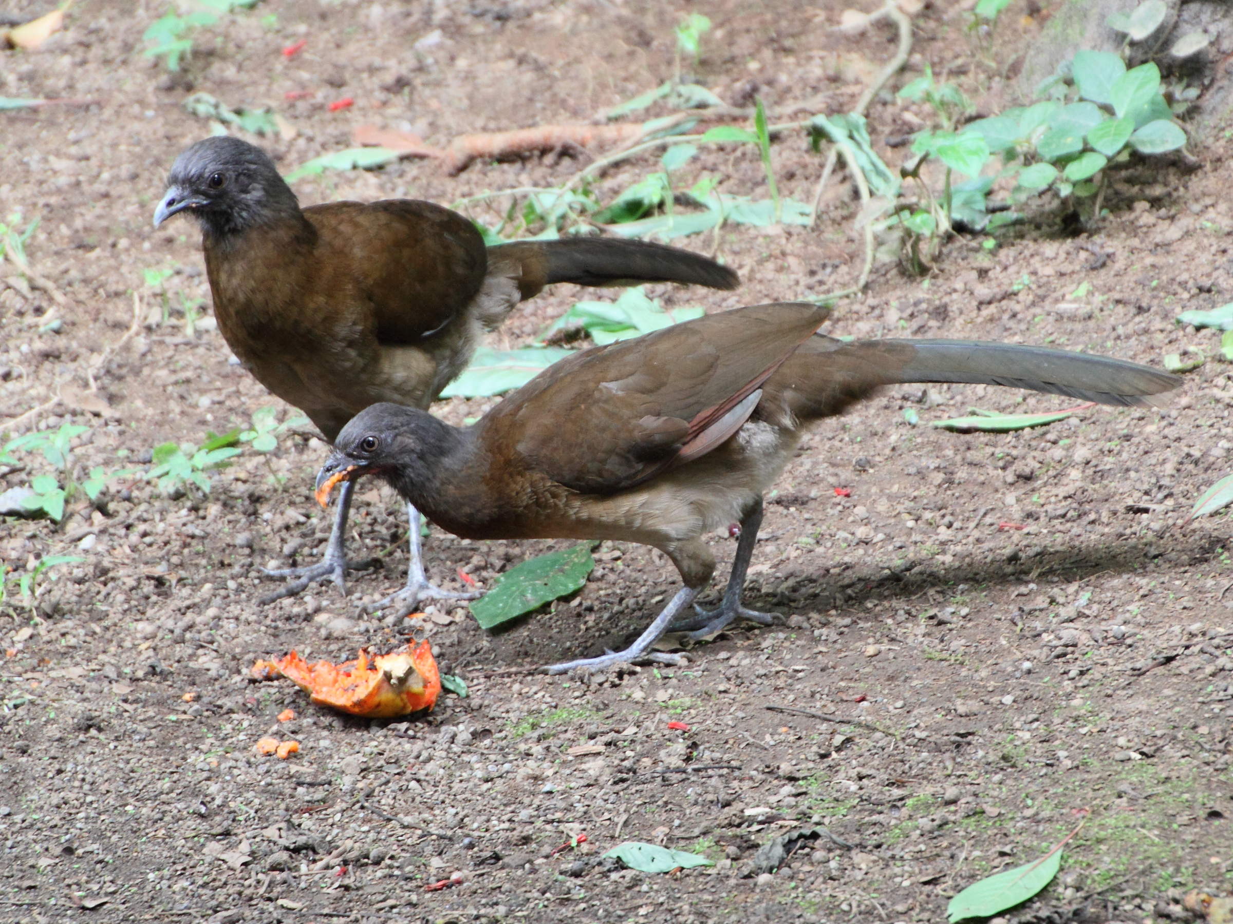 ortalide_a_tete_grise_-_ortalis_cinereiceps3md